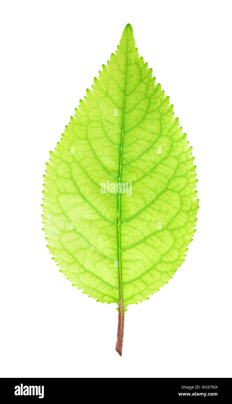 Fresh green apple leaf isolated on white background with clipping path ...