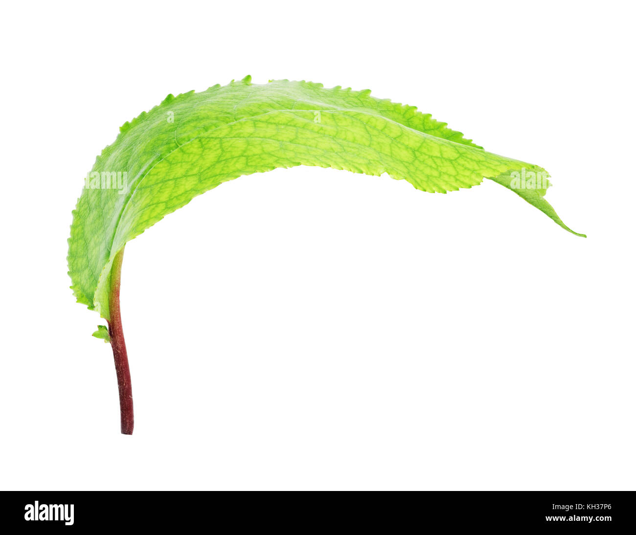 Fresh green apple leaf isolated on white background with clipping path ...