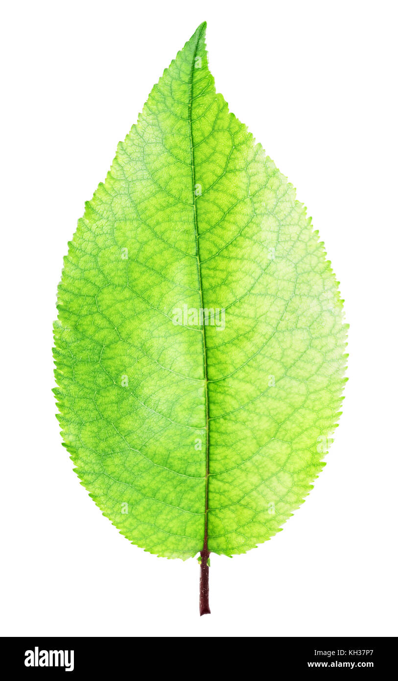 Fresh green apple leaf isolated on white background with clipping path ...