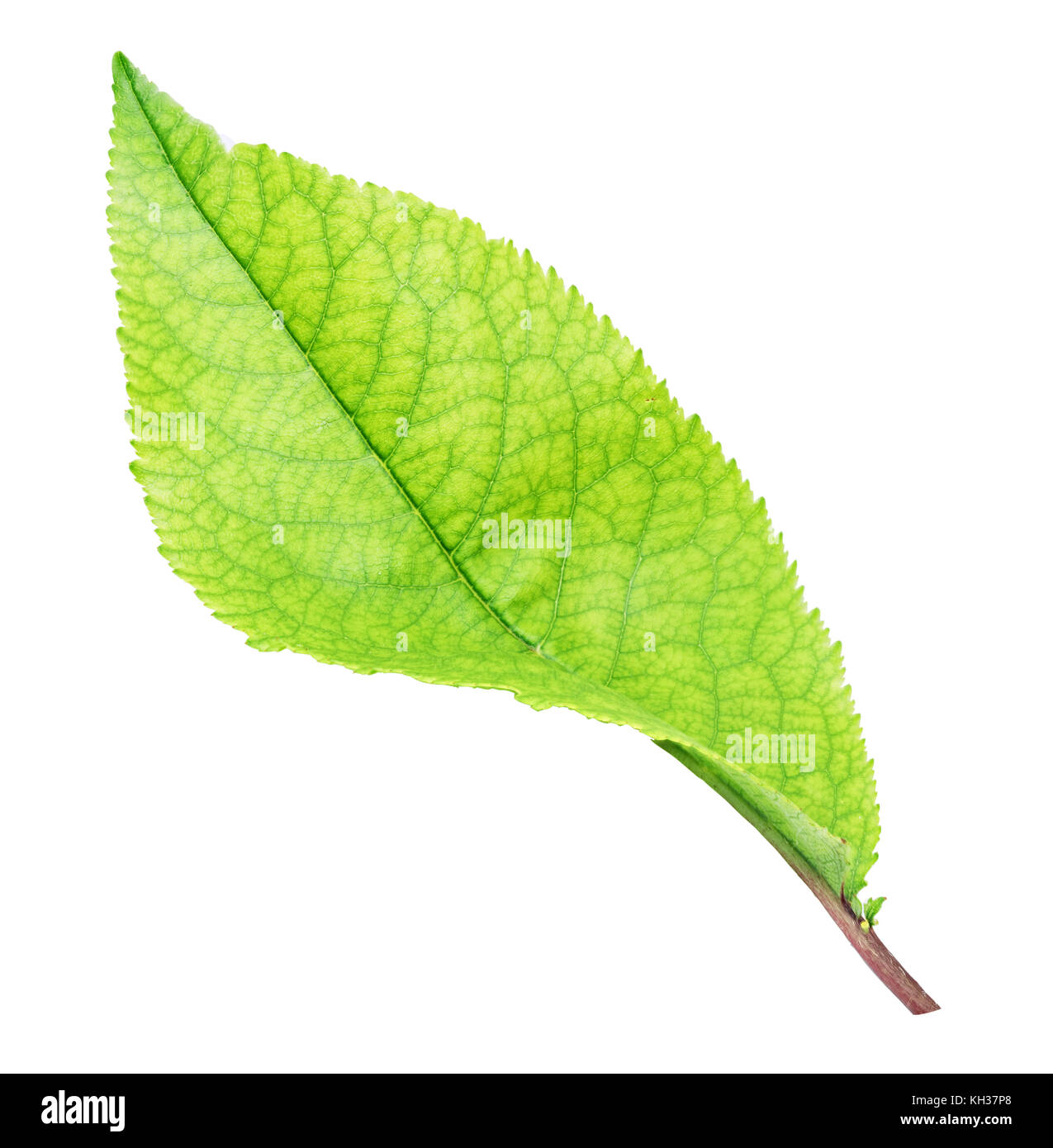 Fresh green apple leaf isolated on white background with clipping path ...