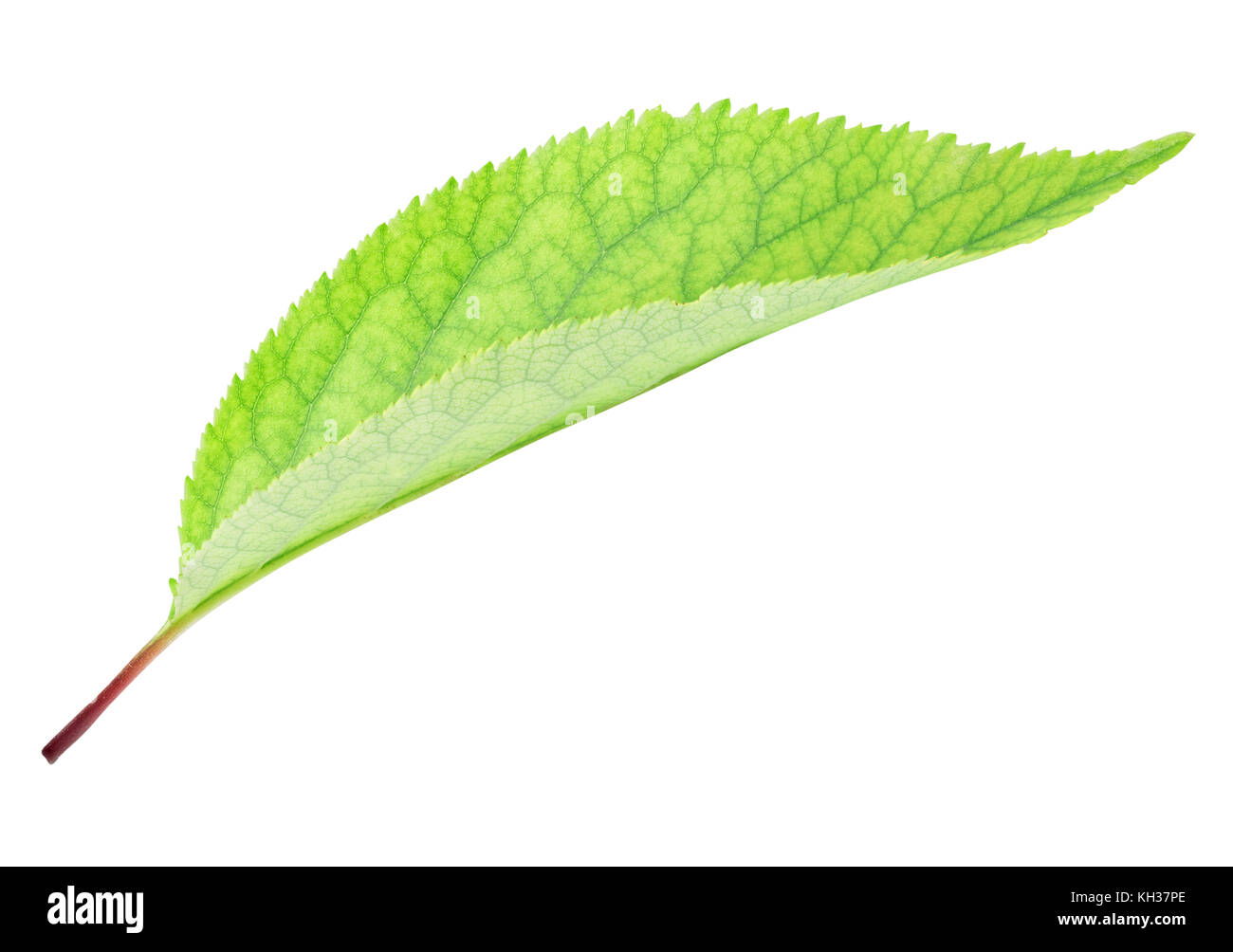 Fresh green apple leaf isolated on white background with clipping path ...
