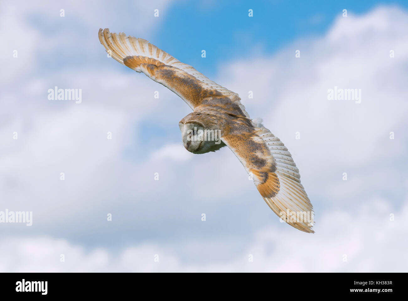 Barn Owl in Flight Stock Photo