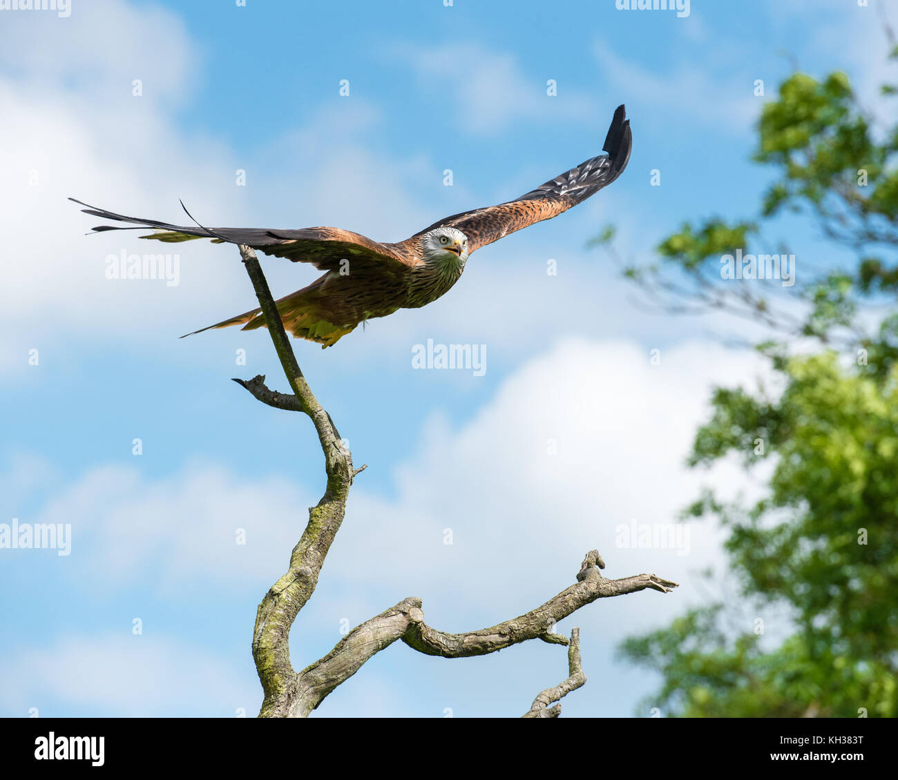 Red Kite Leaving Perch Stock Photo