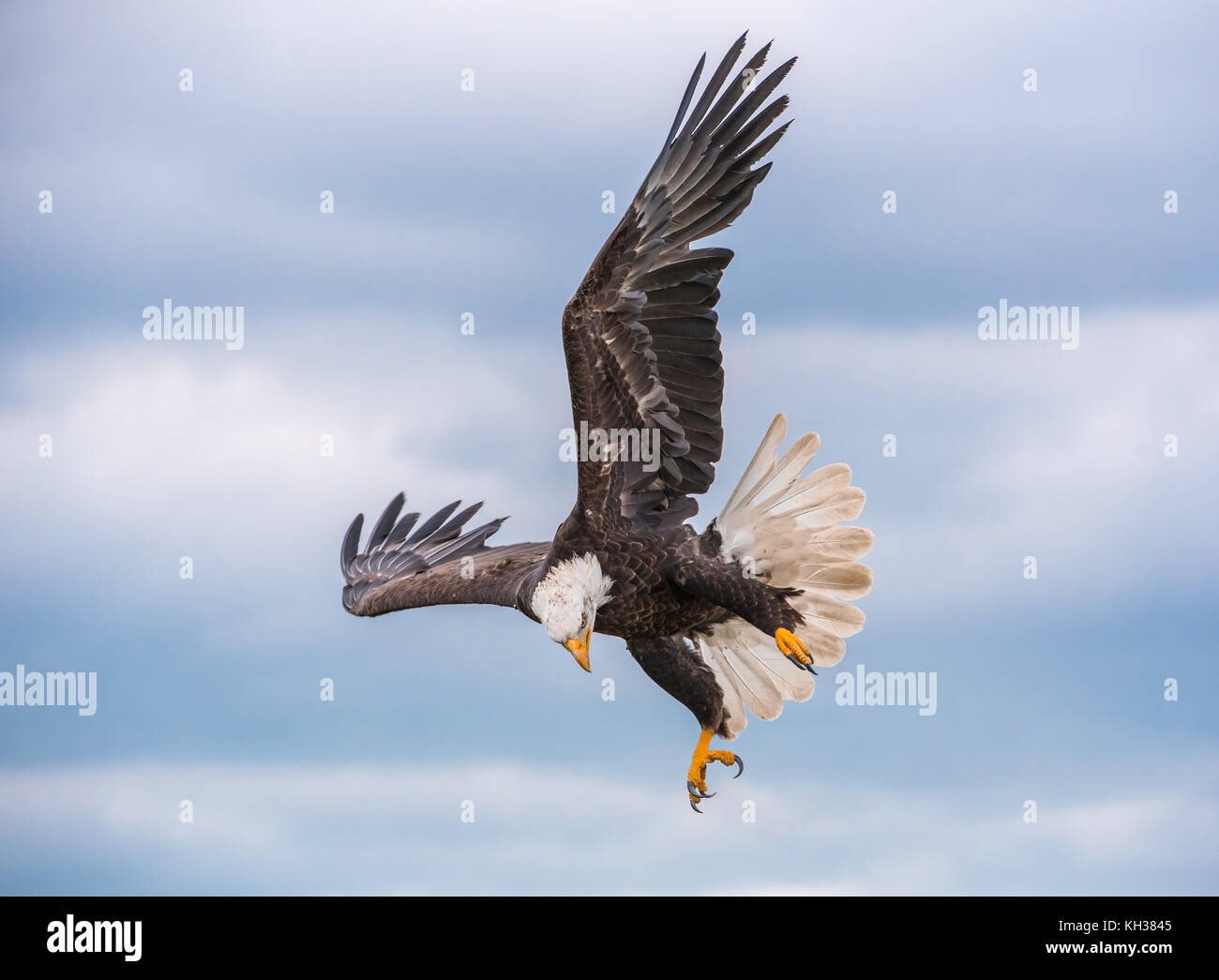 The Eagle is Landing Stock Photo Alamy