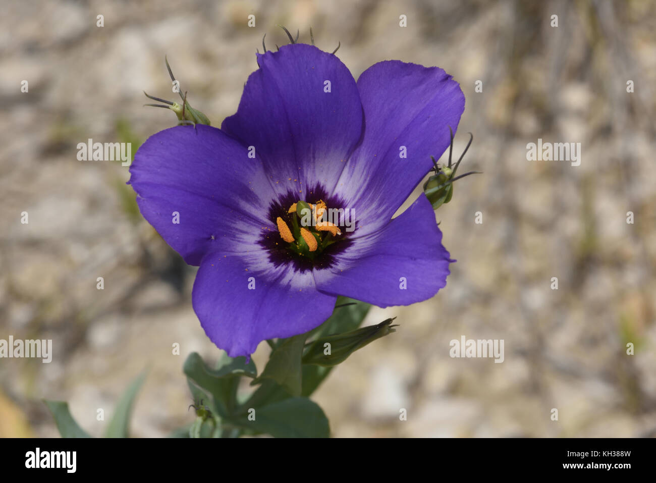 Texas bluebell flower hires stock photography and images Alamy