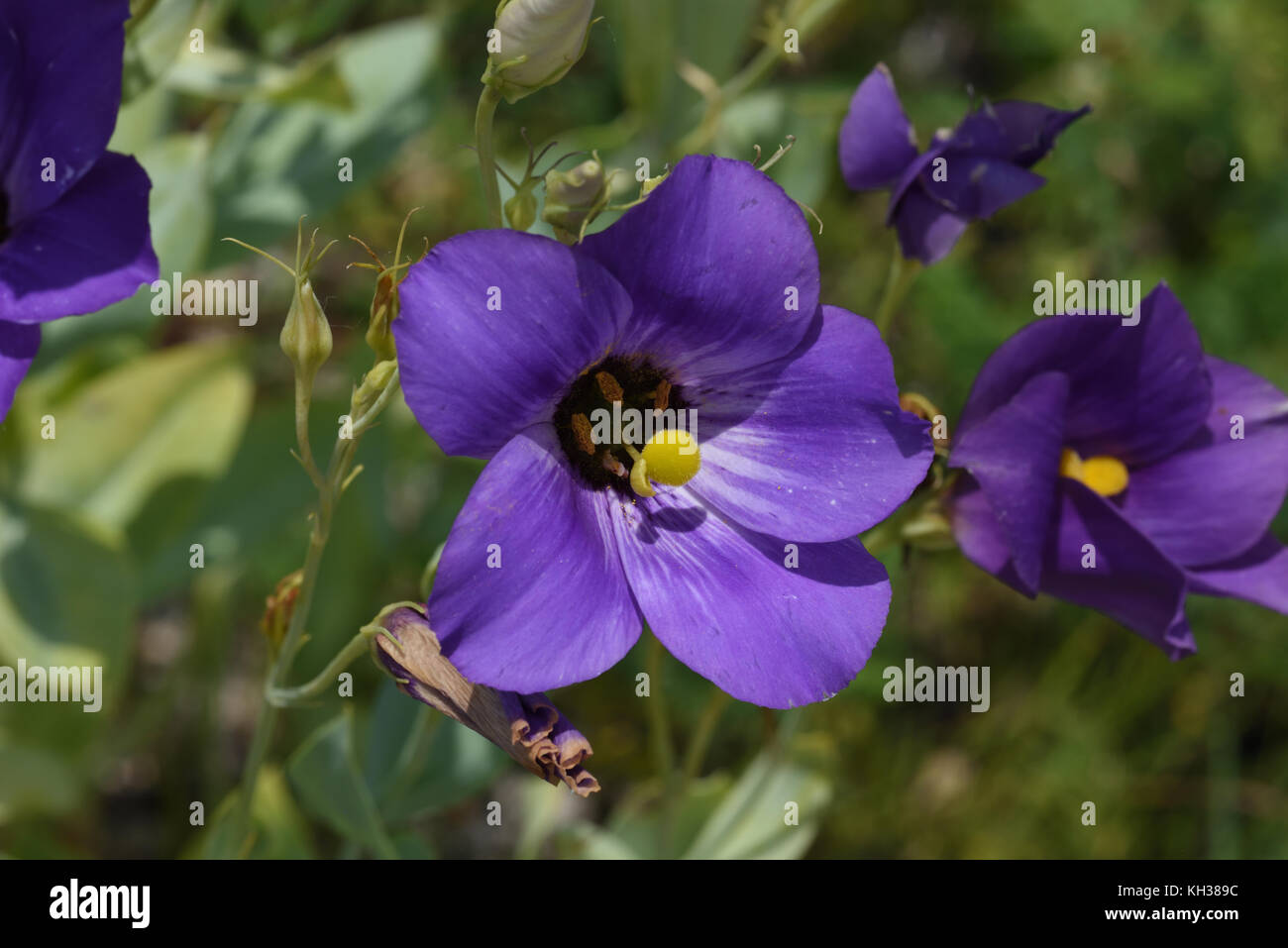 Texas bluebell flower hires stock photography and images Alamy