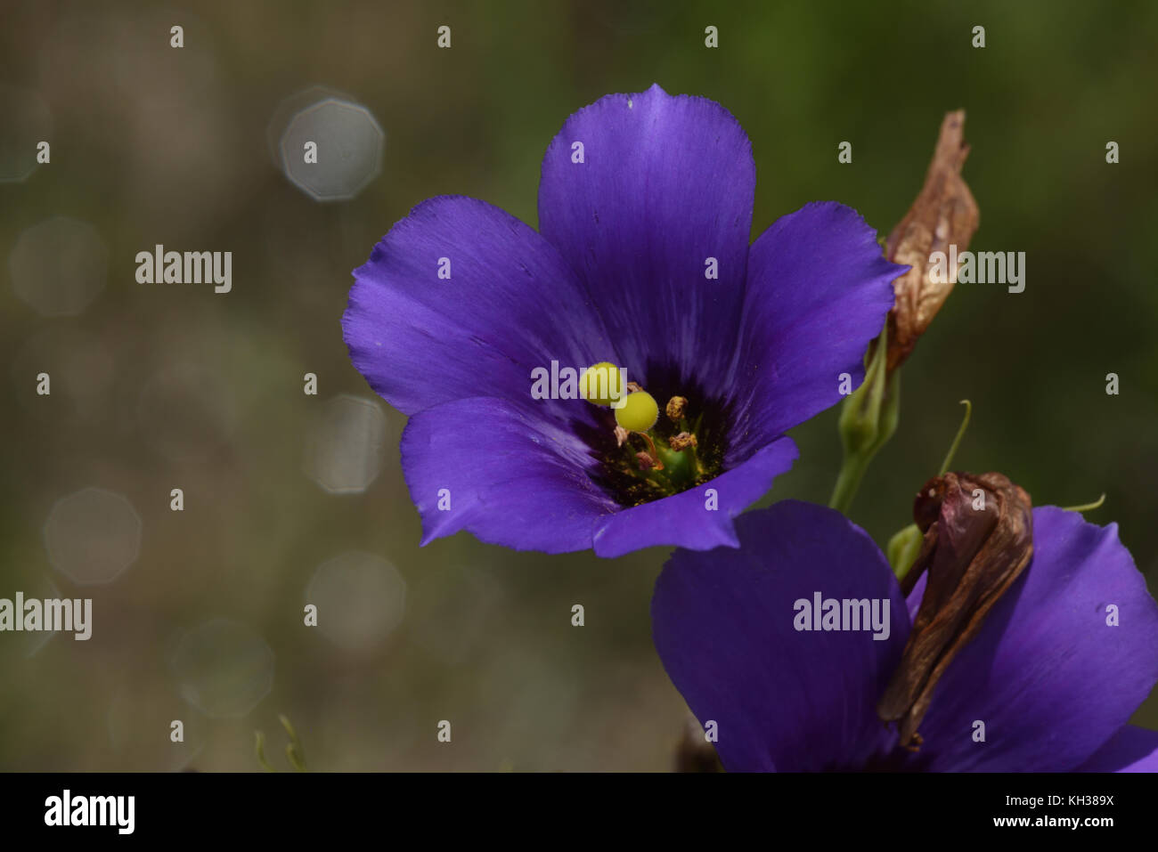 Texas bluebell flower hires stock photography and images Alamy