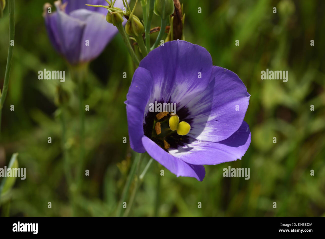 Texas bluebell flower hires stock photography and images Alamy