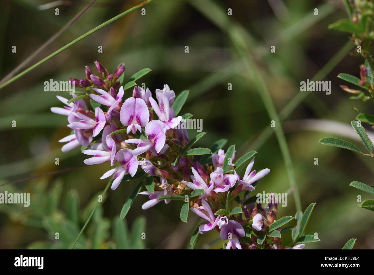 Slender Bush-clover Stock Photo