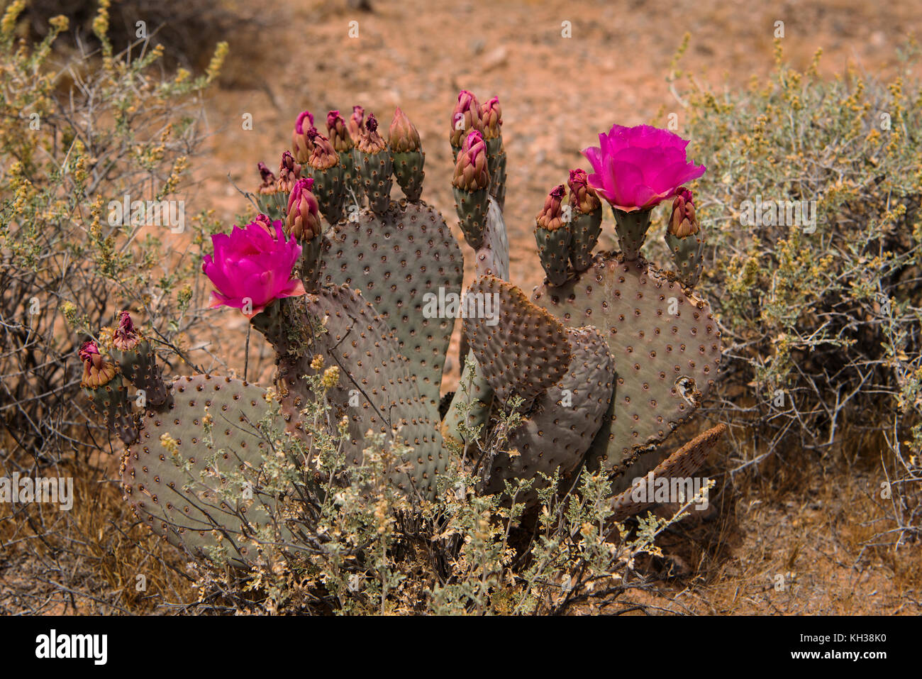 Magenta colored flowers on a cactus in the desert near the Valley of Fire in Nevada, USA Stock Photo