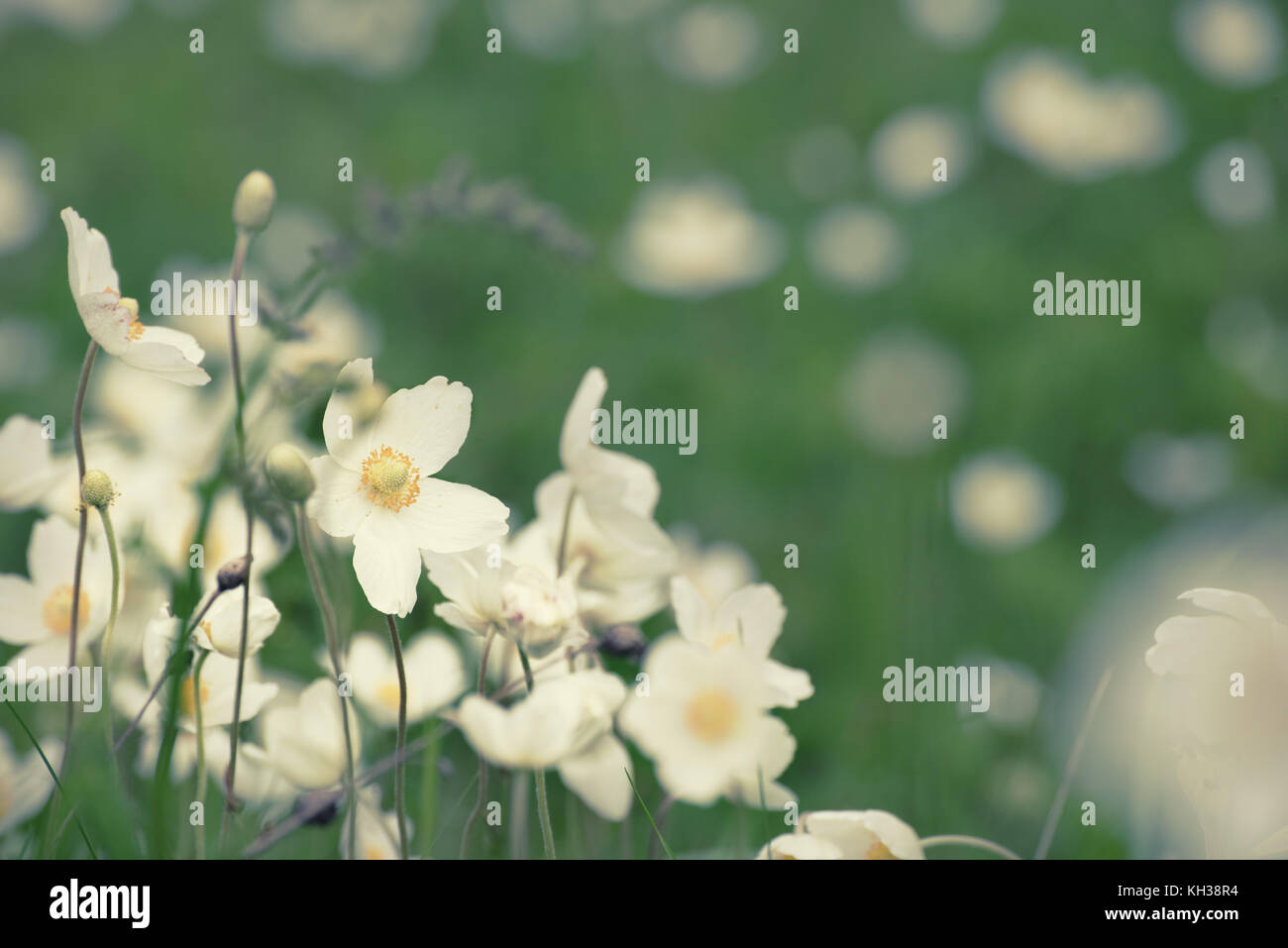 white-anemona-flowers-stock-photo-alamy