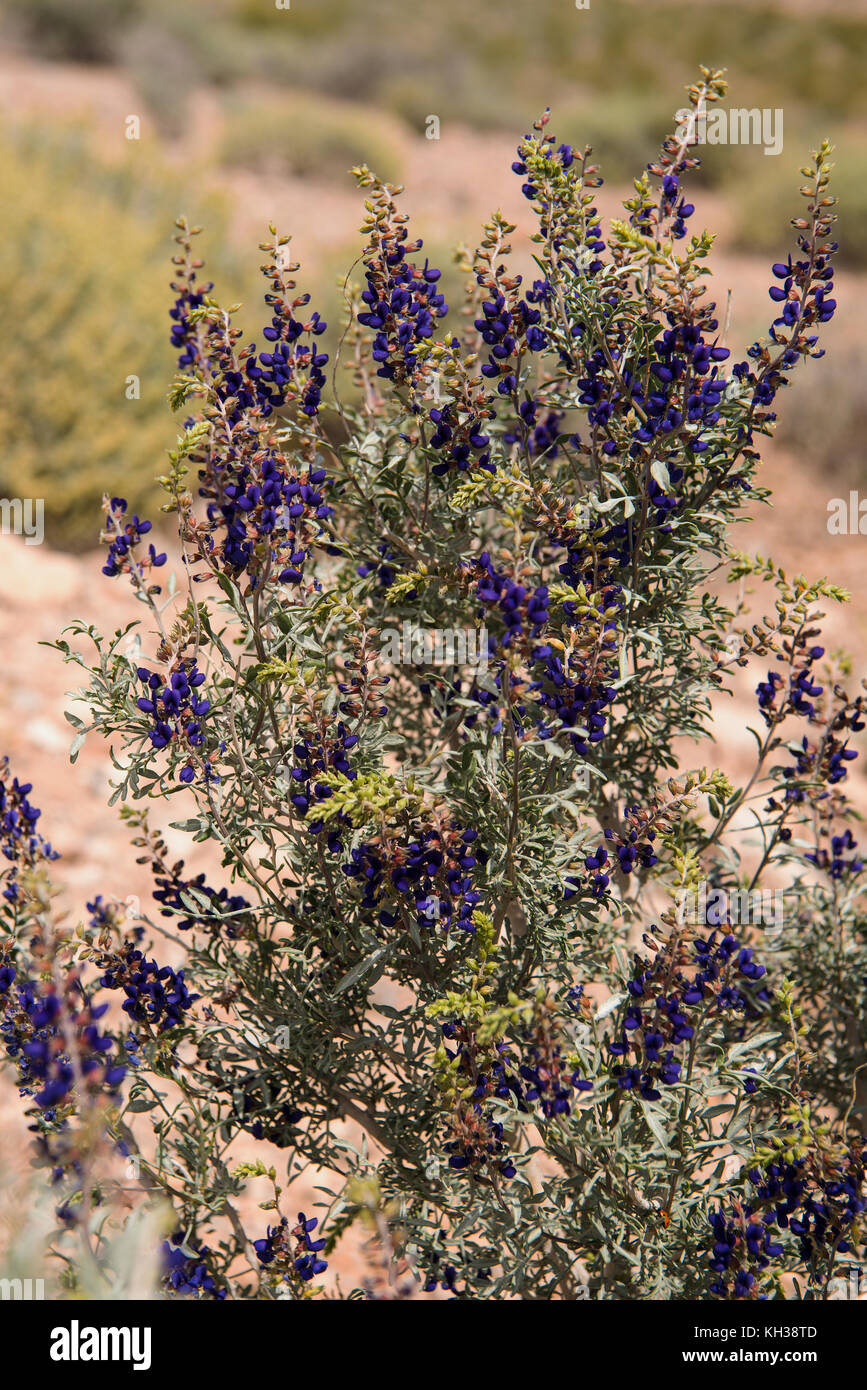 Indigo plant dye hi-res stock photography and images - Alamy