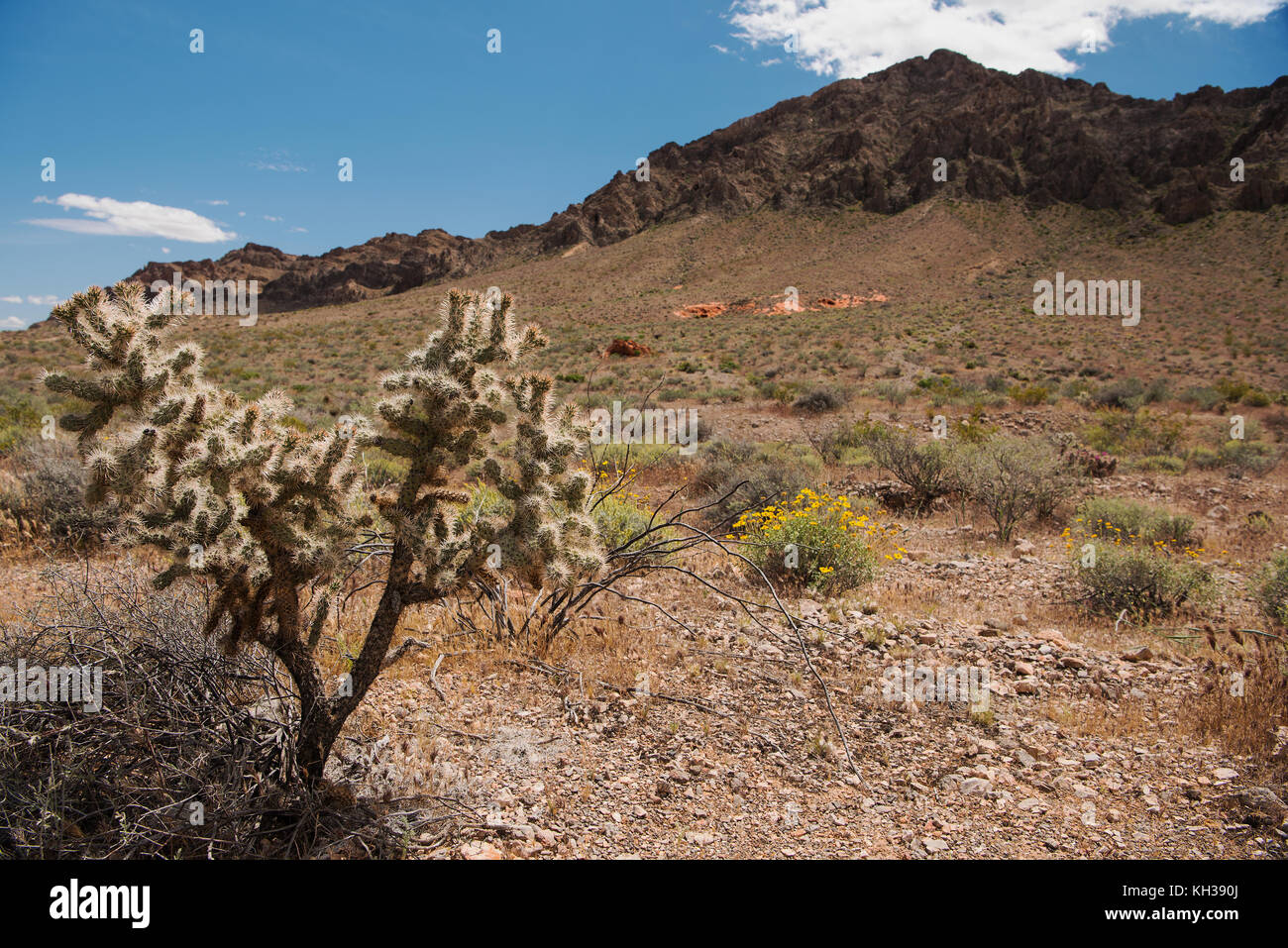 Cactus in the desert under a bright blue sky near Valley of Fire State Park, Nevada Stock Photo