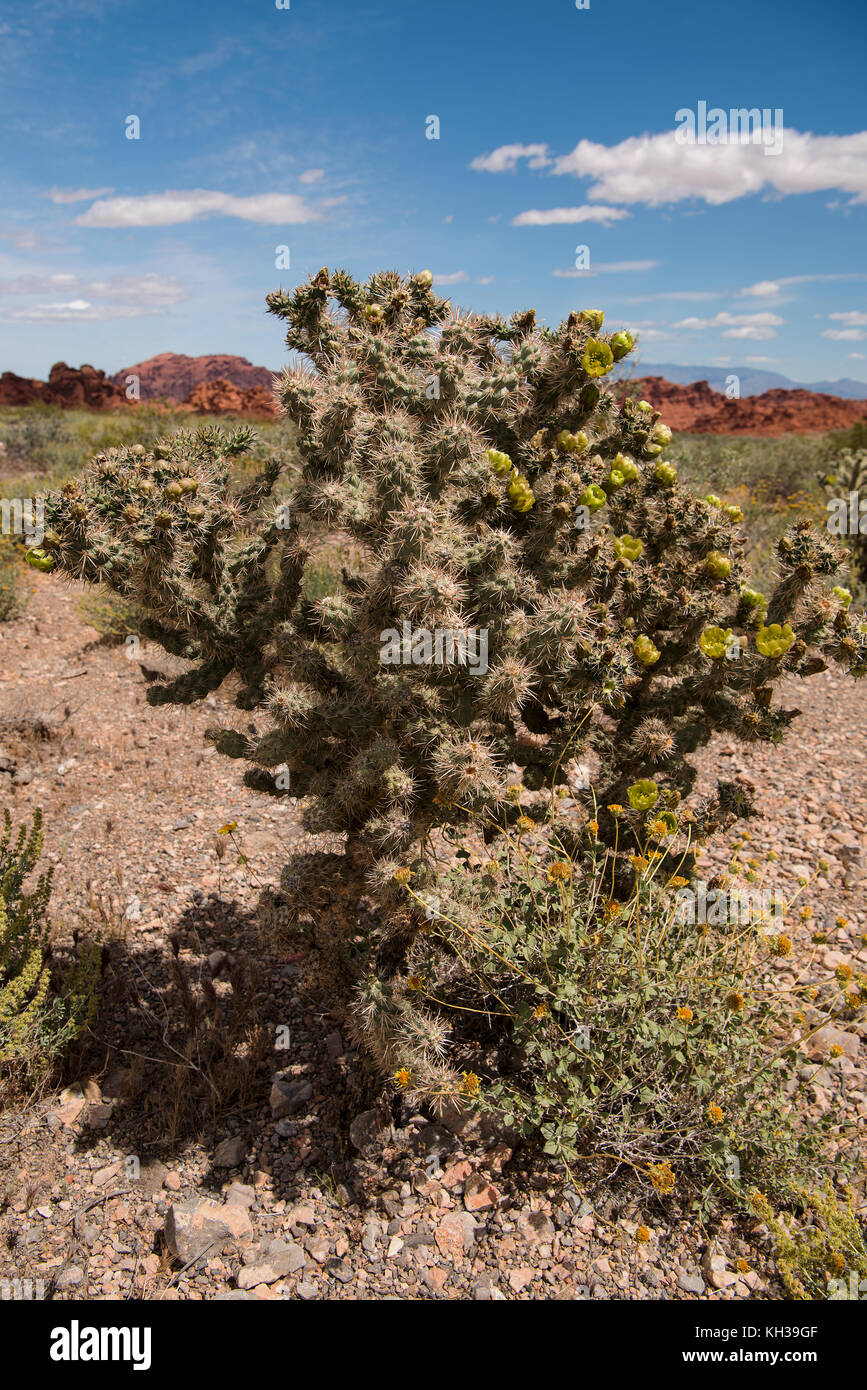 Green blooming cactus in Valley of Fire State Park Stock Photo