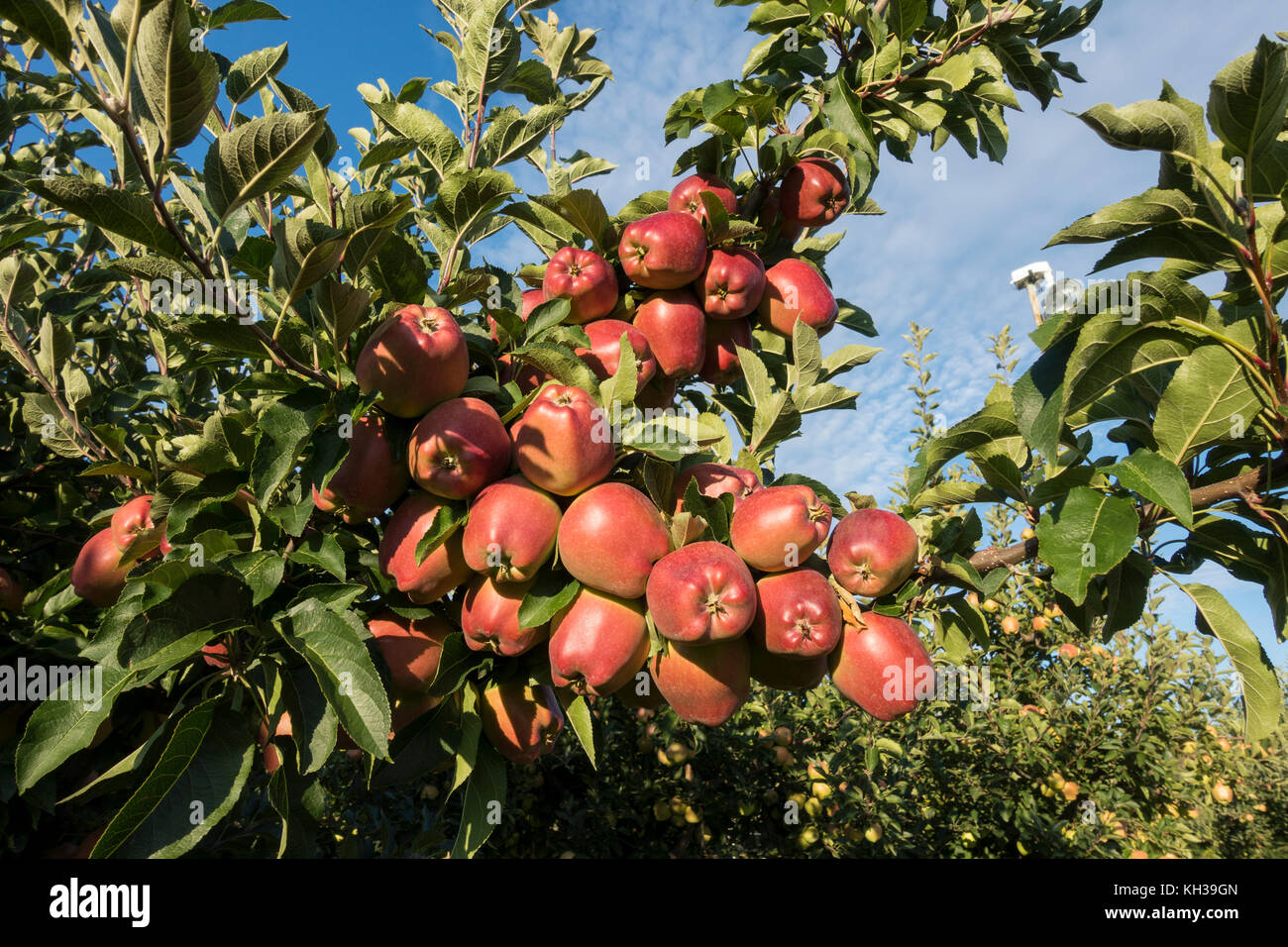 Okanagan valley red apples on a tree in a Kelowna British Columbia orchard Stock Photo