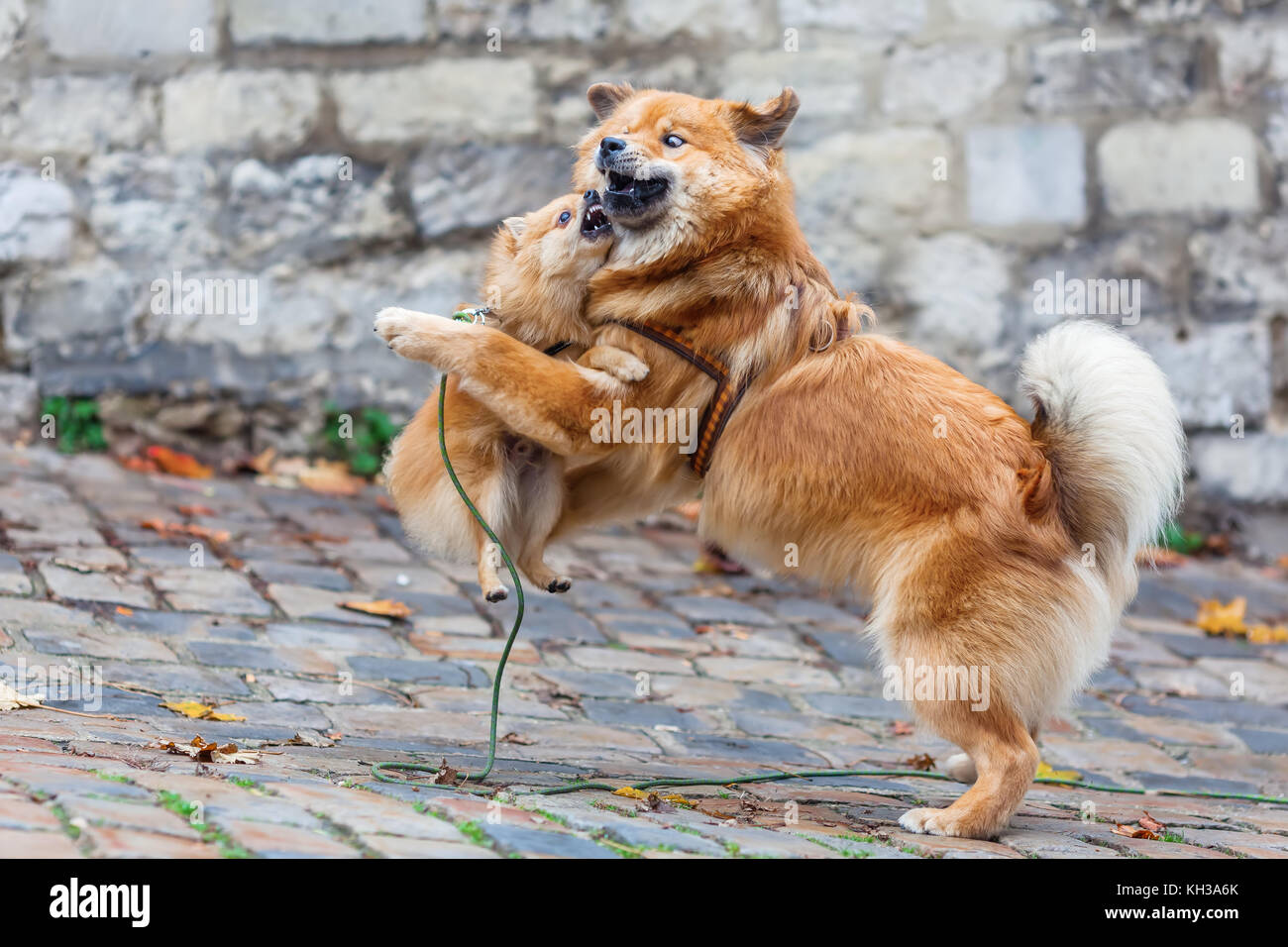 cute elo dog and pomerian dog play on a cobblestone road Stock Photo