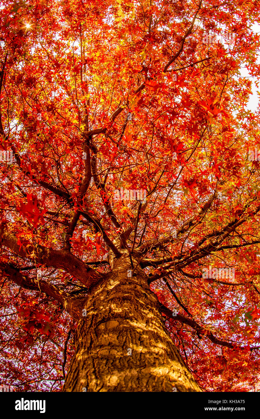 Autumn trees in Australia changing into beautiful orange, yellow and red. Stock Photo