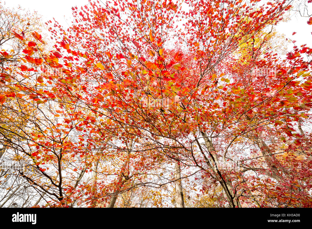Fall Foliage in Belmont Lake State Park, Long Island, New York Stock