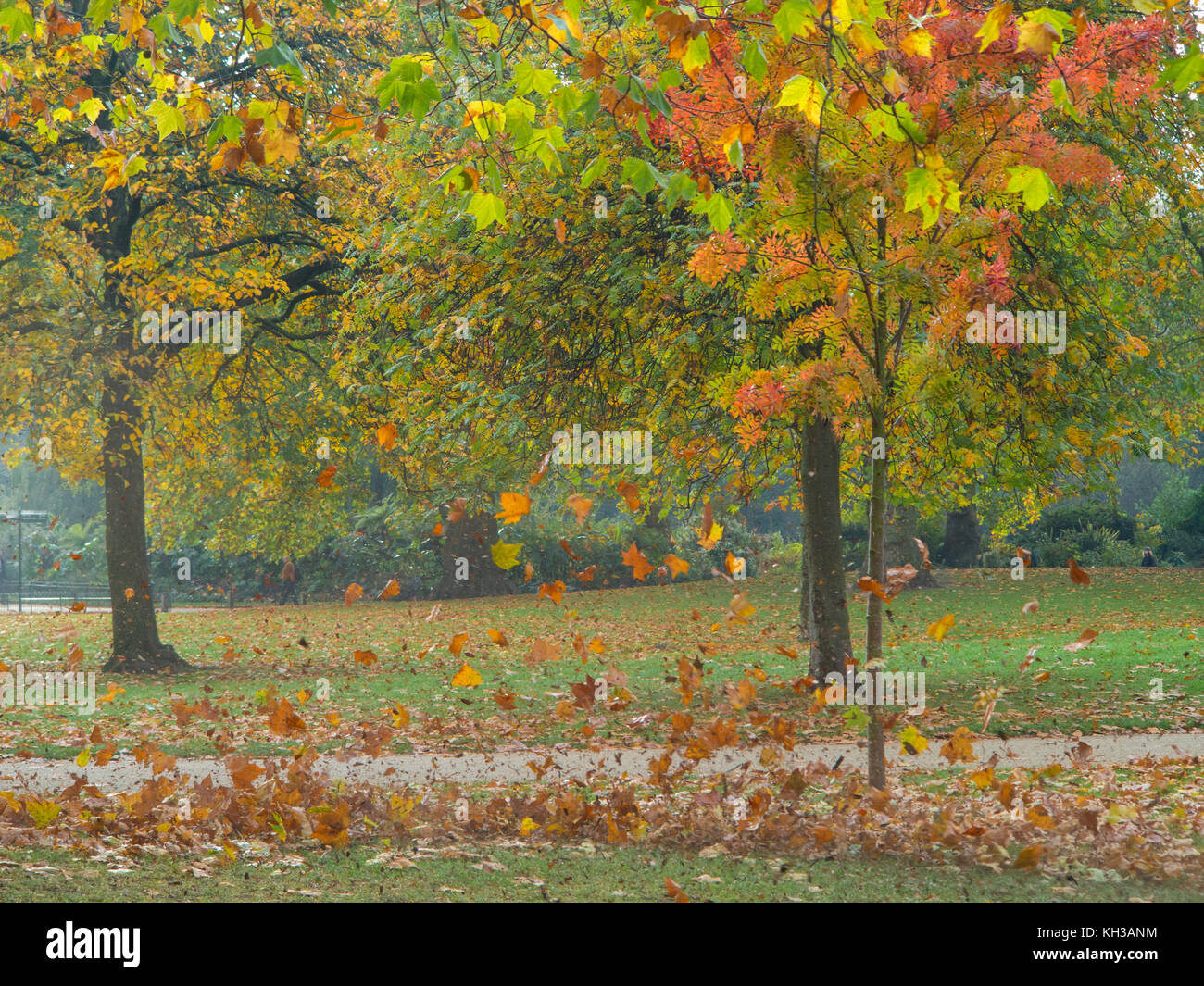 Autumn leaves blowing wind hires stock photography and images Alamy