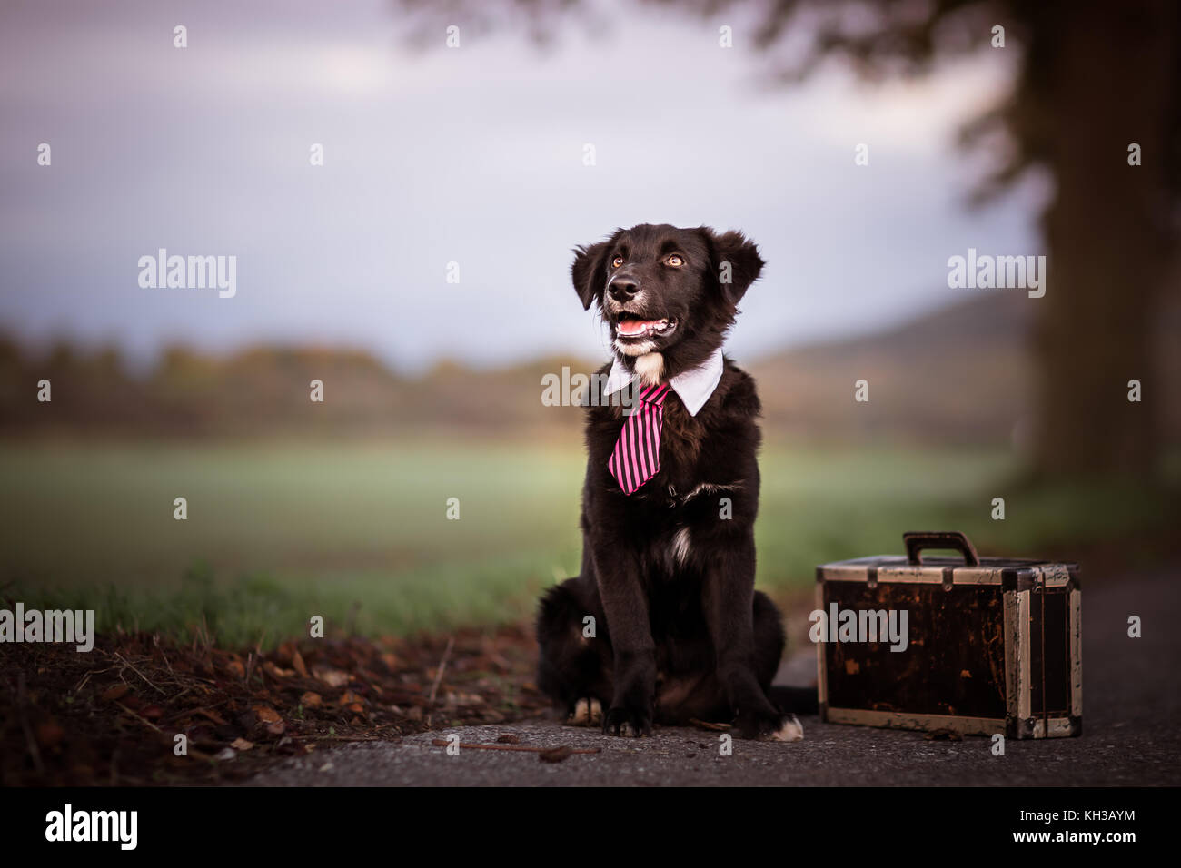 australian shepherd tie