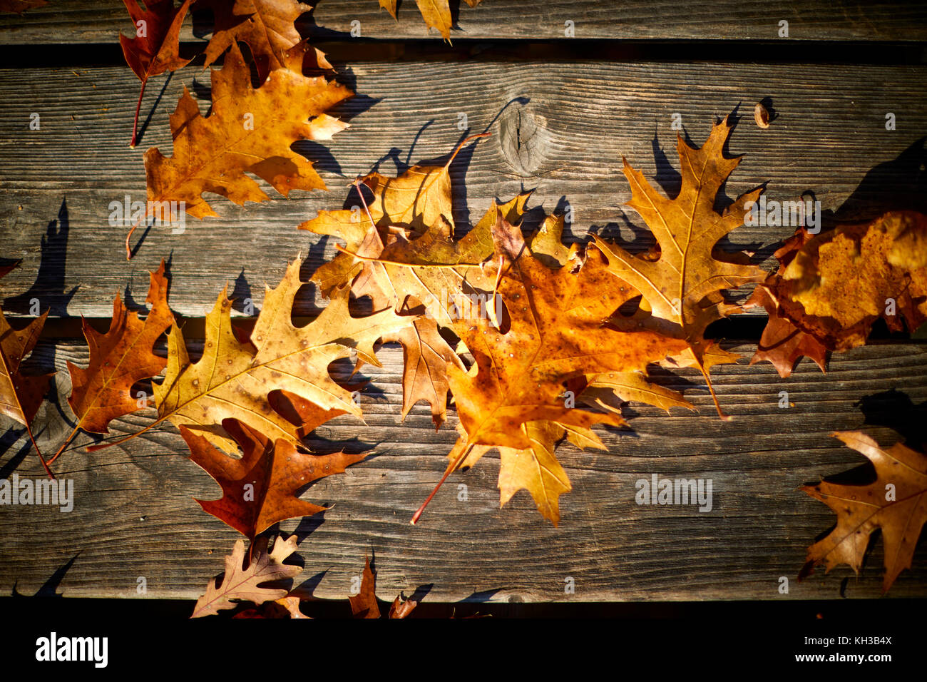 Fall leaves mean the end summer and the beginning of an ice rich winter Stock Photo
