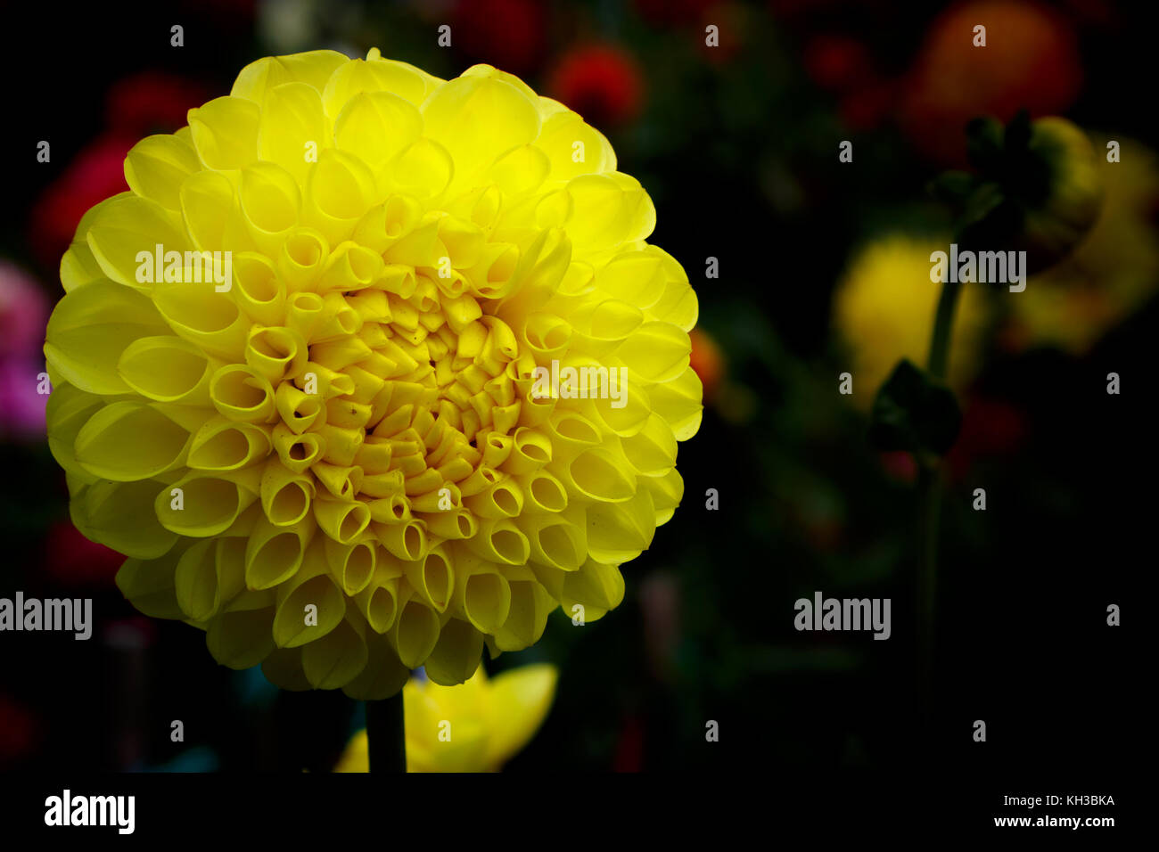 Yellow ball flowers hires stock photography and images Alamy