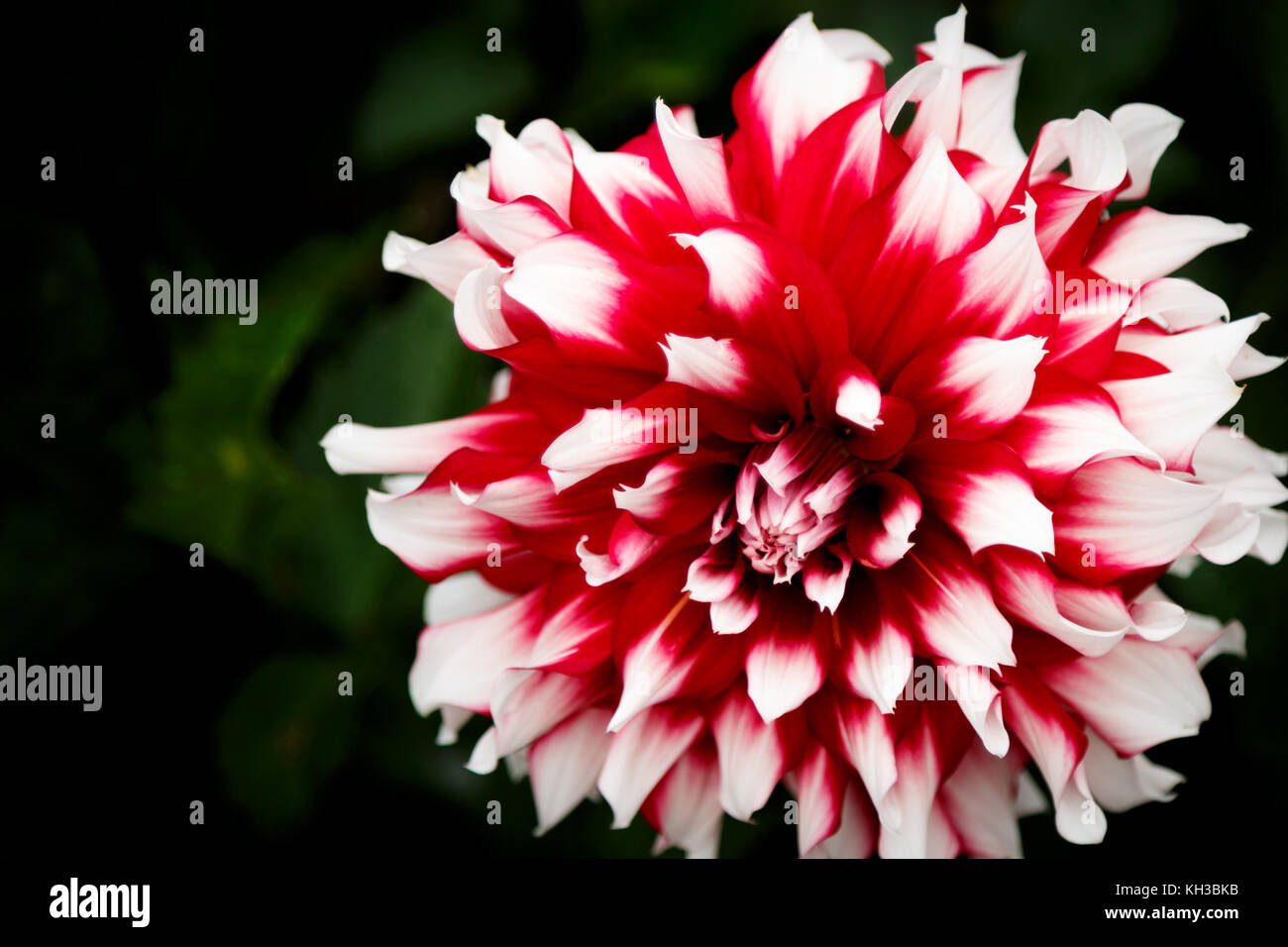 Single red and white dahlia flower blossom with green background Stock Photo