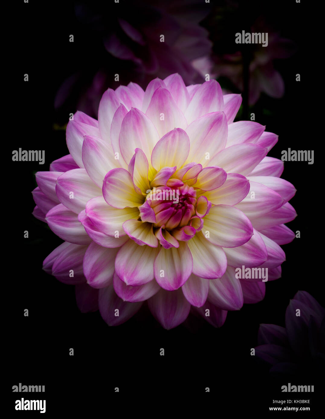 Single dahlia flower blossom with pink and white petals Stock Photo