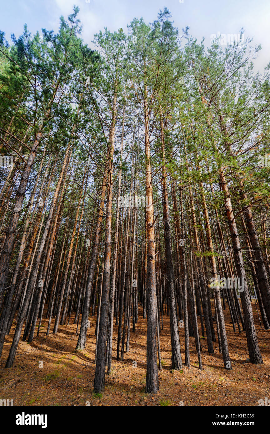 Siberian Pine Tree Forest at the beginning of Autumn. Ground scattered with pine cones and dry needles. Stock Photo