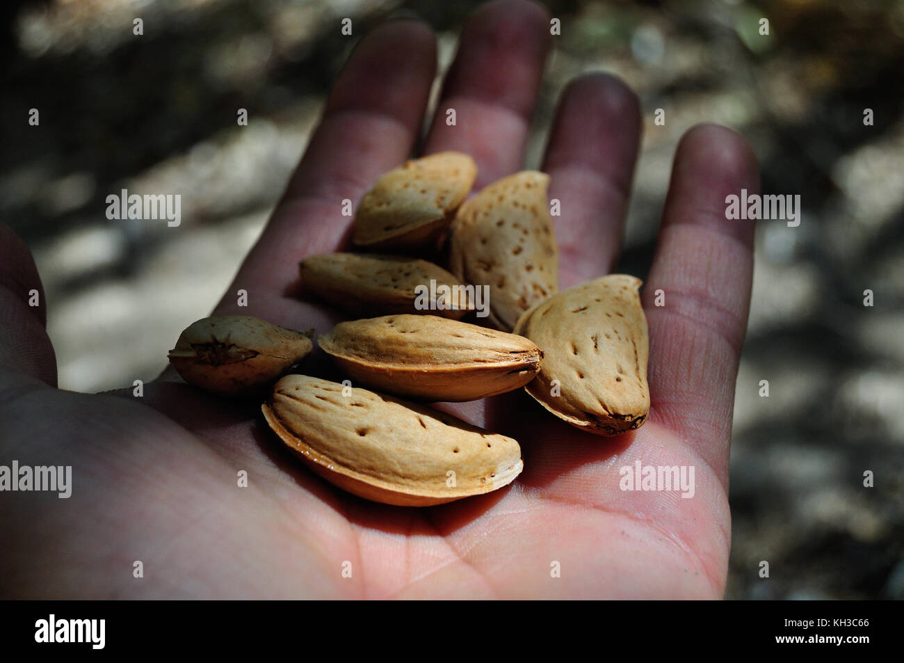 almond and hand alamy Stock Photo