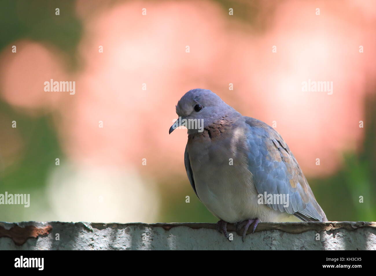 Small dove perched on a cement wall in an urban environment in landscape format with copy space Stock Photo