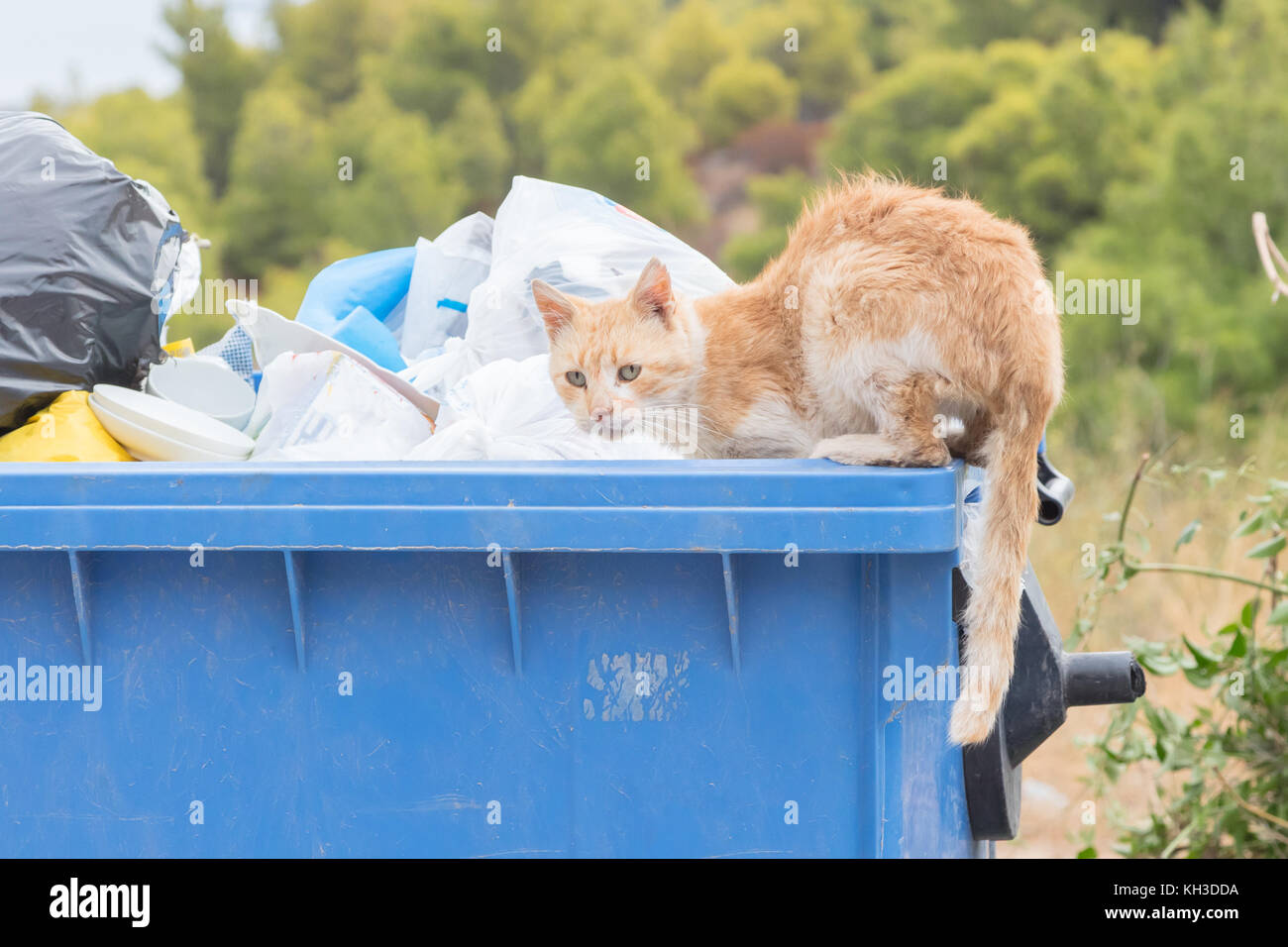 Garbage container in Greece Cat scavenging for food Stock Photo Alamy