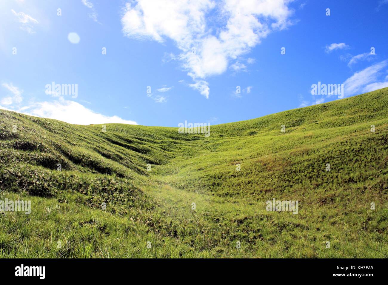 beautiful green grass in Gran Sabana Venezuela Stock Photo