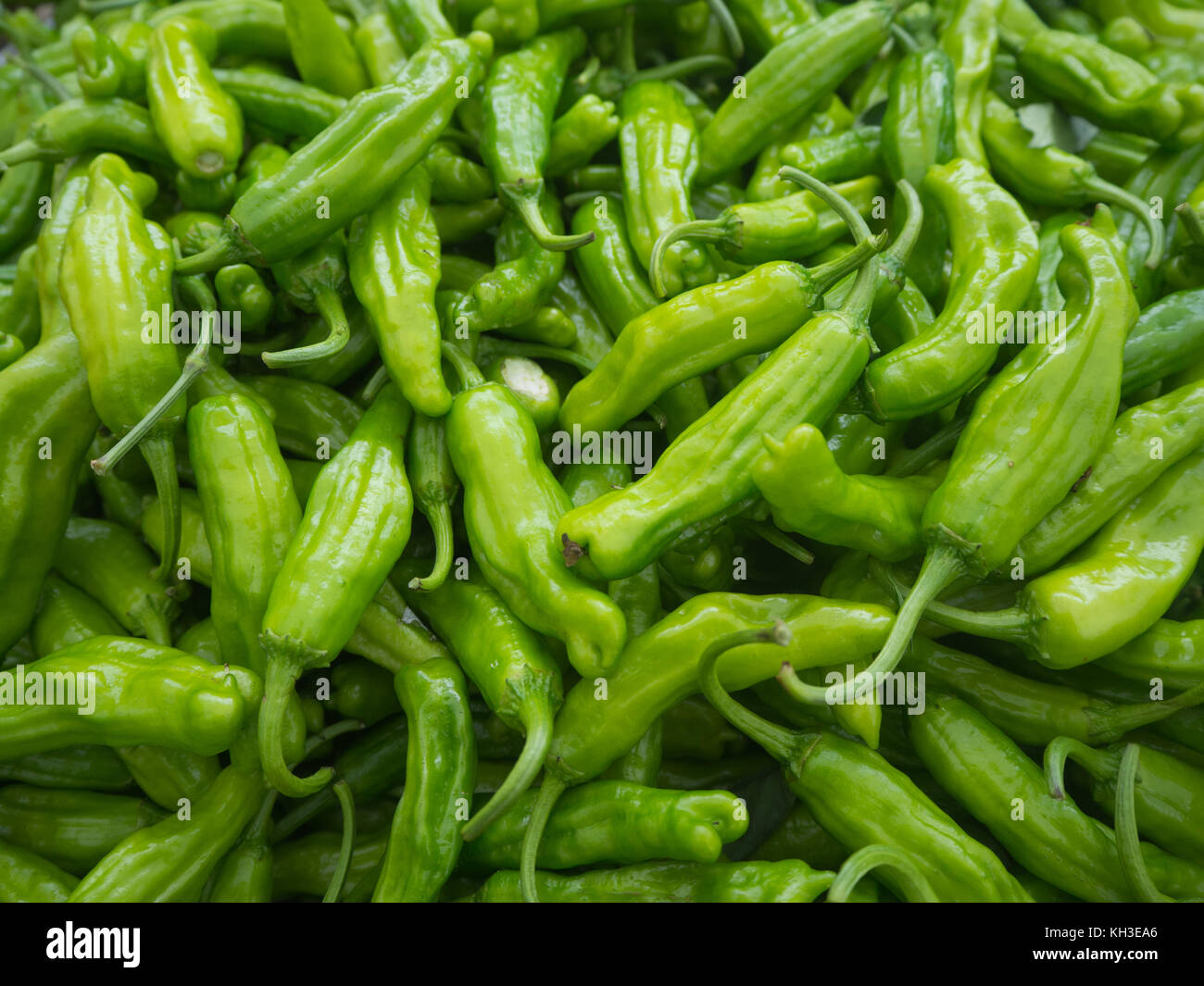 Shishito Peppers at the farmers market Stock Photo Alamy