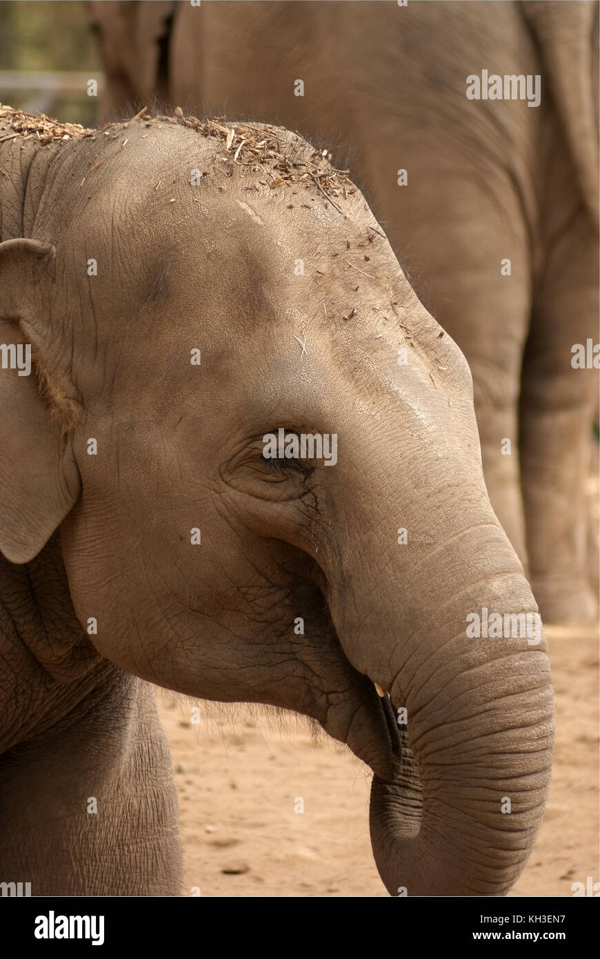 Juvenile Asian elephant in close up Stock Photo