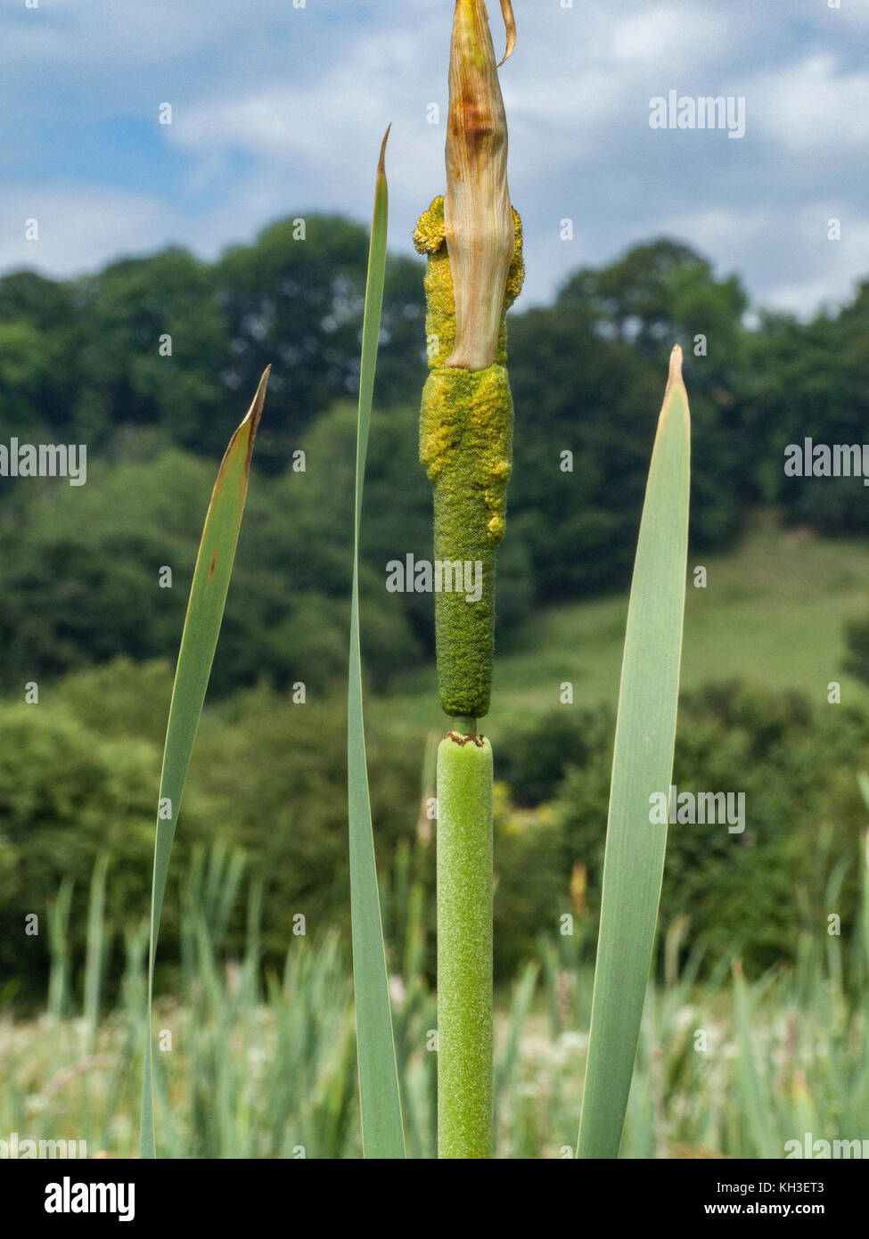 Pollen forming on flowerhead of Greater Reed-Mace / Cat's-Tail - Typha latifolia. Stock Photo