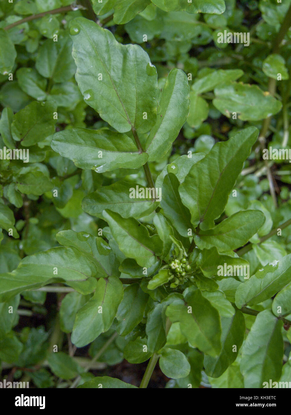 Water-cress / Rorippa nasturtium-aquaticum / Nasturtium aquaticum / Nasturtium officinale growing in the wild. Stock Photo