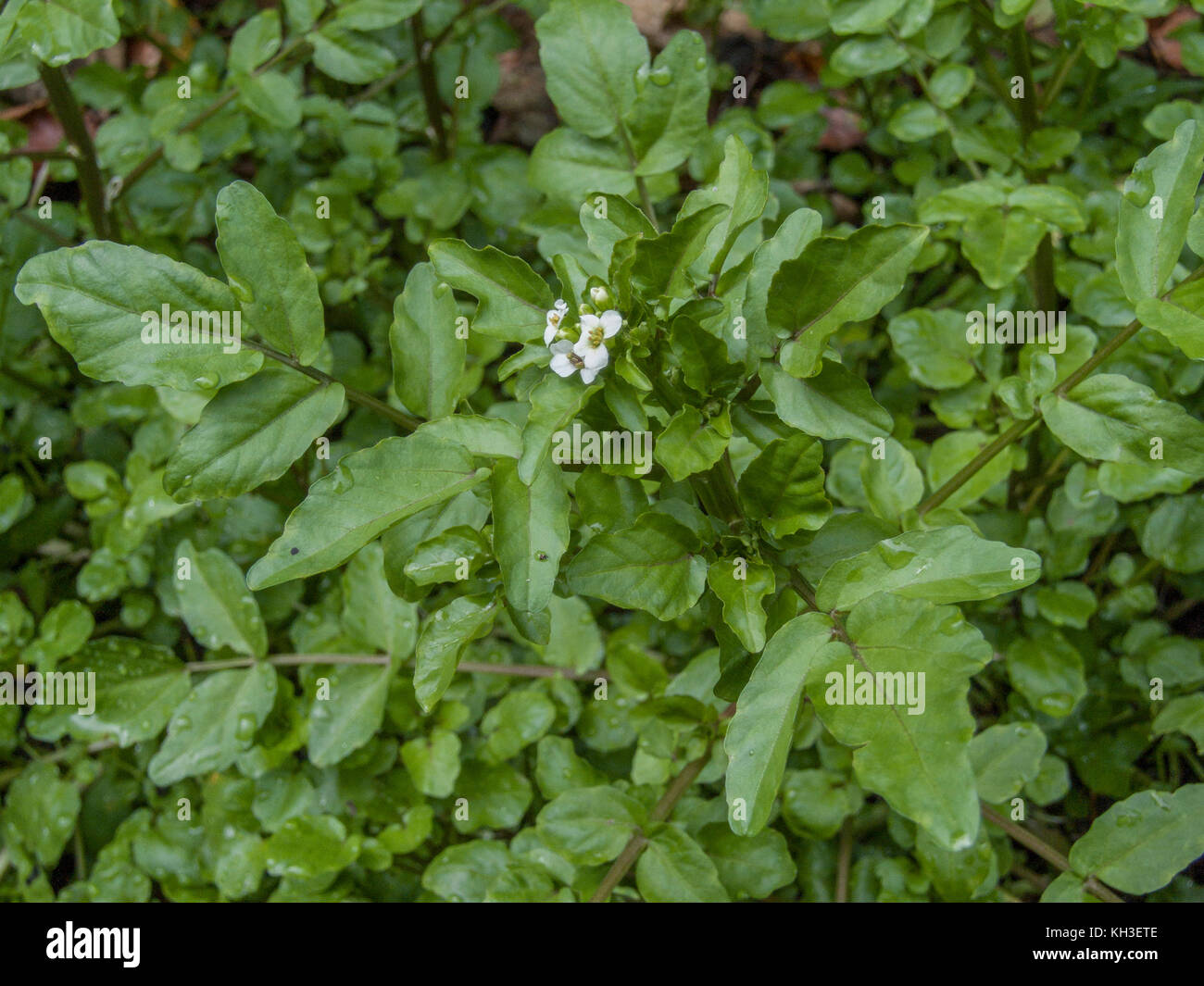Water-cress / Rorippa nasturtium-aquaticum / Nasturtium aquaticum / Nasturtium officinale growing in the wild. Stock Photo