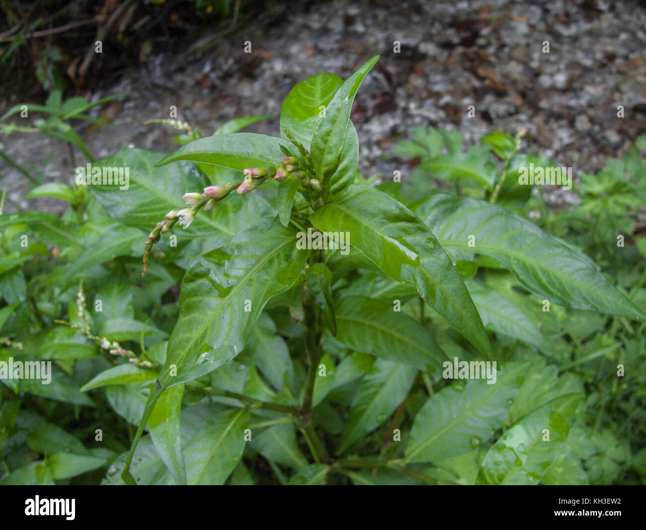 Specimen of Water Pepper / Polygonum hydropiper foliage and tops  prior to flowers opening. Sometimes used in the past in domestic folk remedies. Stock Photo