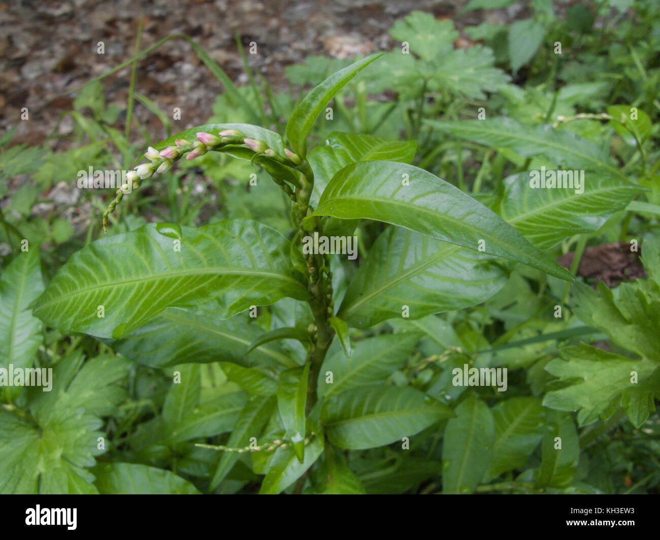 Specimen of Water Pepper / Polygonum hydropiper foliage and tops  prior to flowers opening. Sometimes used in the past in domestic folk remedies. Stock Photo