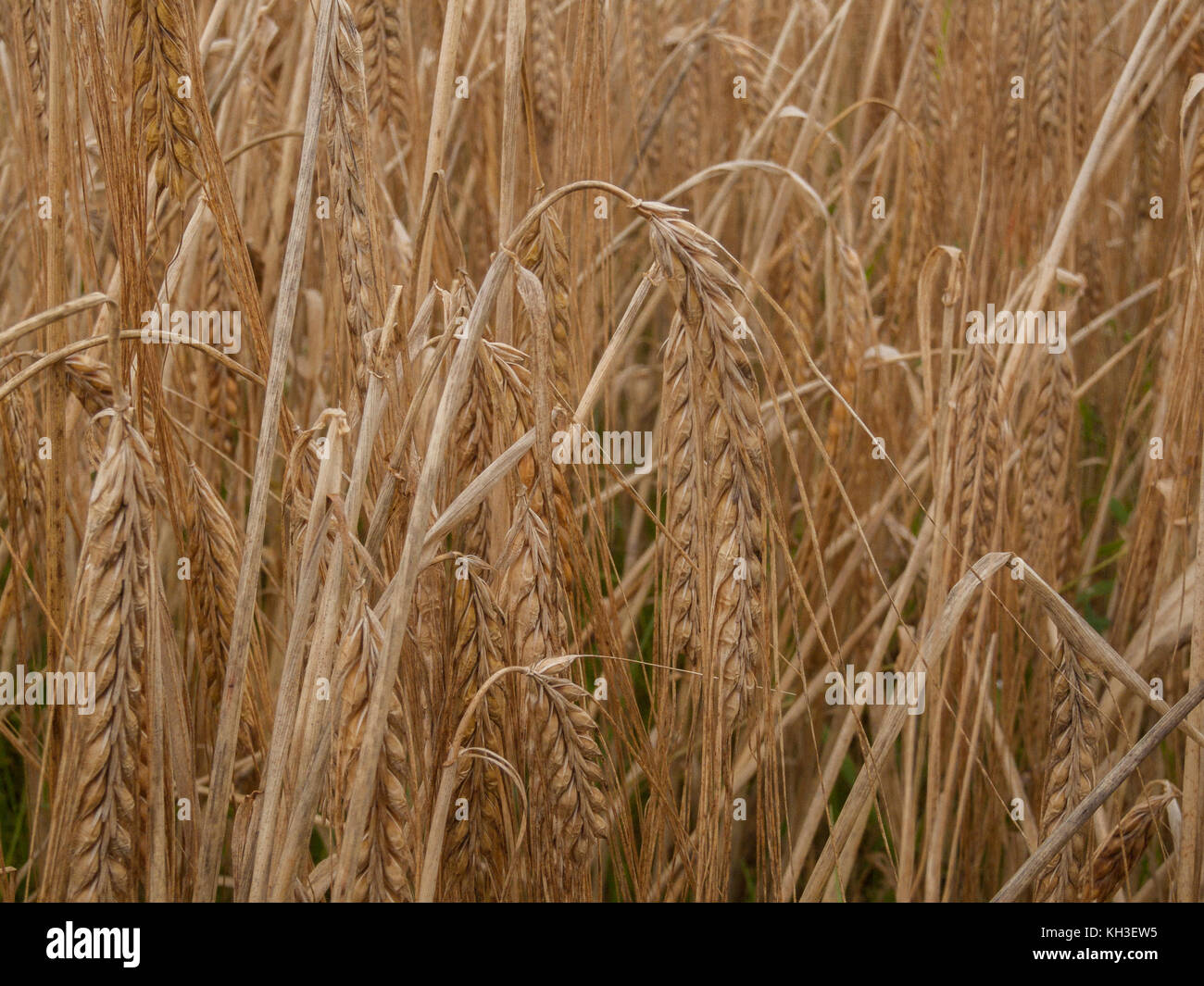 Glumes / Heads of Barley - Hordeum vulgare Stock Photo