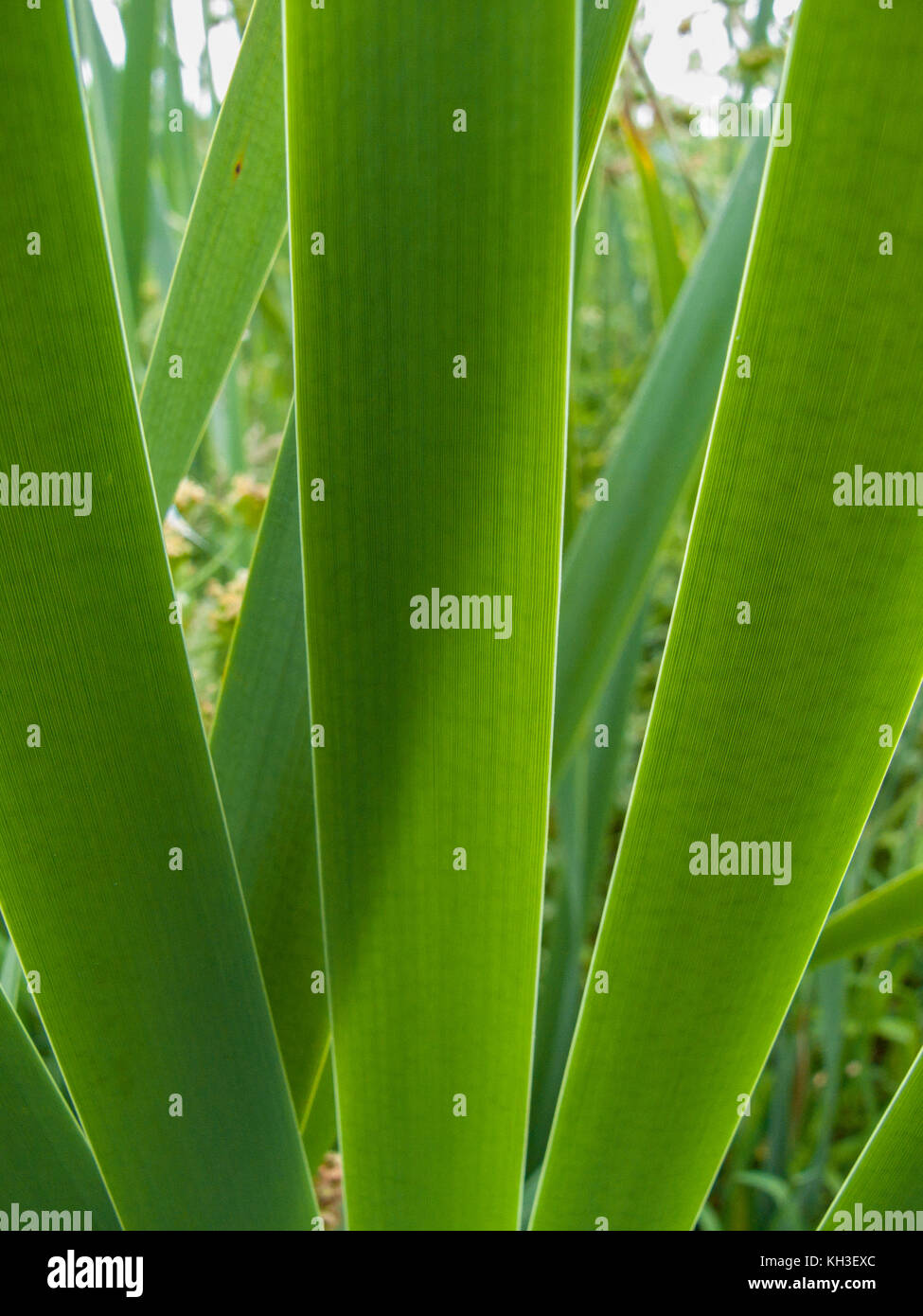 Close-up of Linear leaves of Greater Reed-Mace / Cat's-Tail - Typha latifolia. Stock Photo