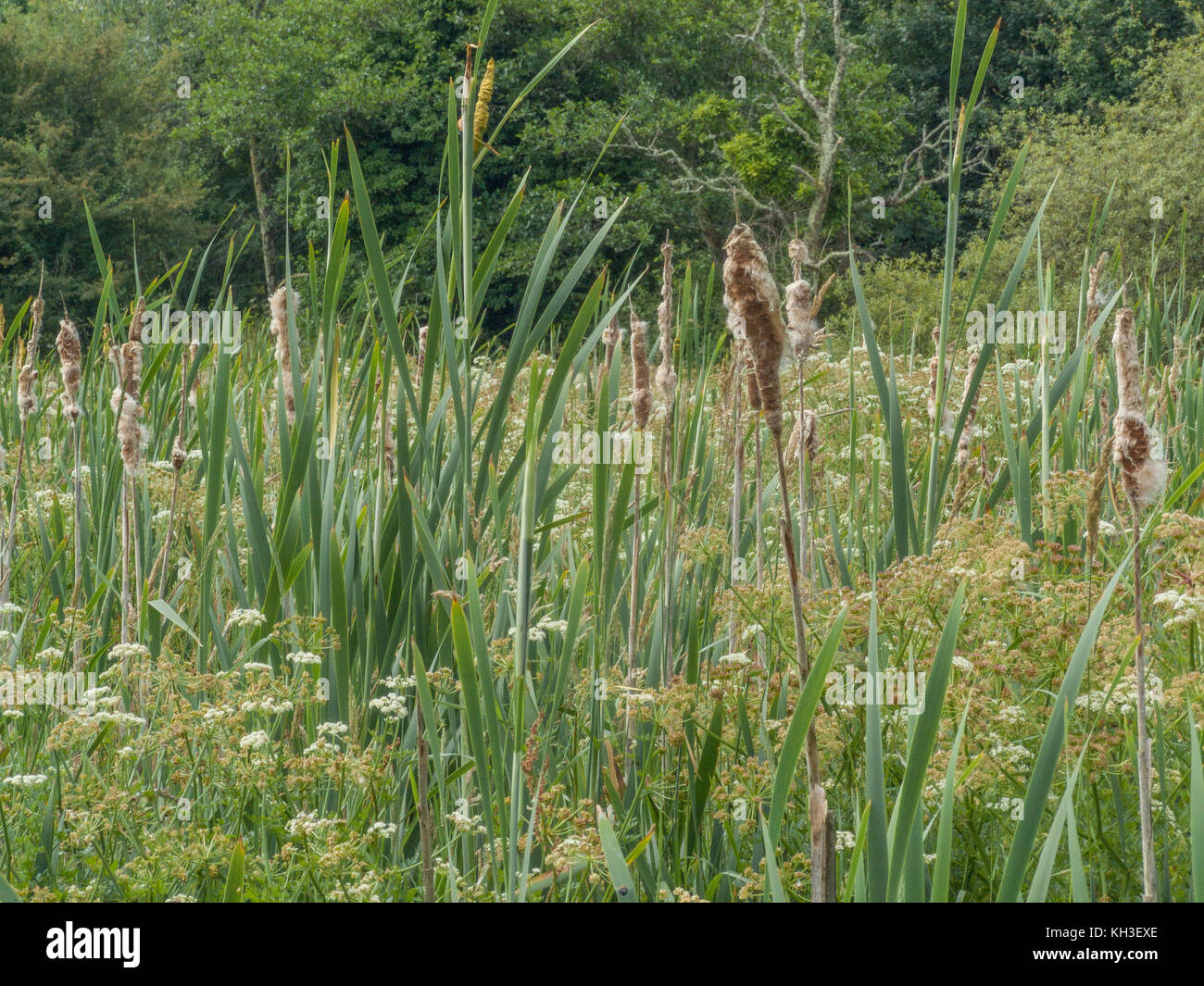 Greater Reed-Mace / Cat's-Tail - Typha latifolia. Stock Photo