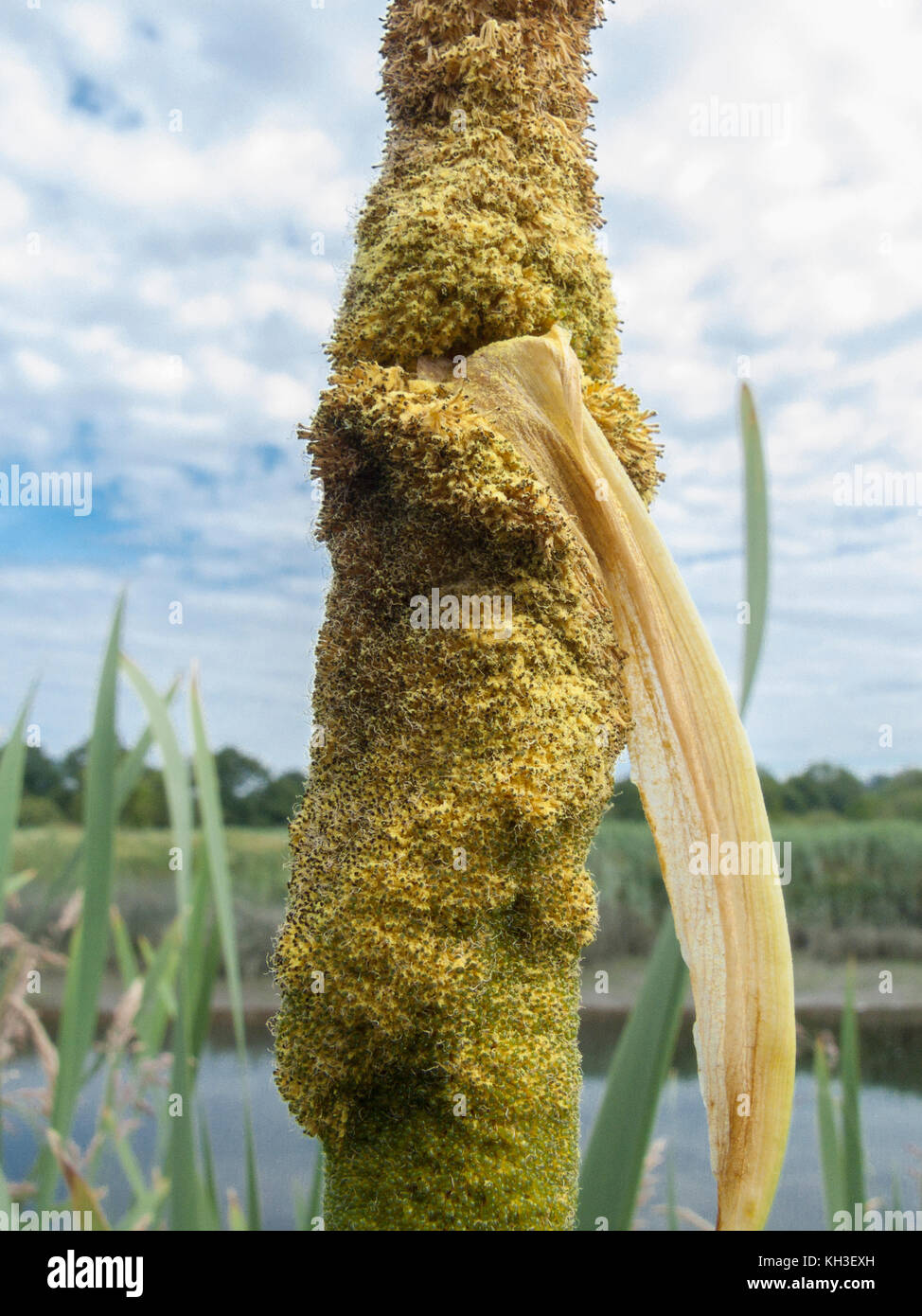 Pollen forming on flower head of Greater Reed-Mace / Cat's-Tail - Typha latifolia. Stock Photo