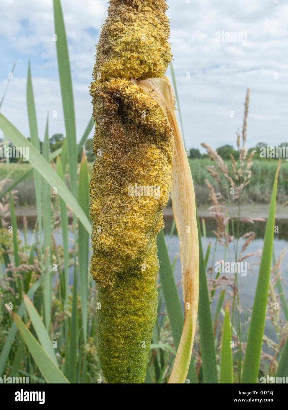 Pollen forming on flower head of Greater Reed-Mace / Cat's-Tail - Typha latifolia. Stock Photo
