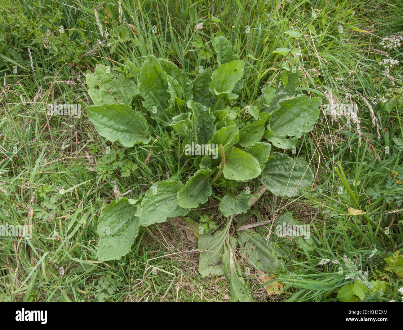 Mid-season foliage of Greater Plantain / Plantago major. The cooked leaves may be used as survival food, while the plant was used in herbal medicine. Stock Photo
