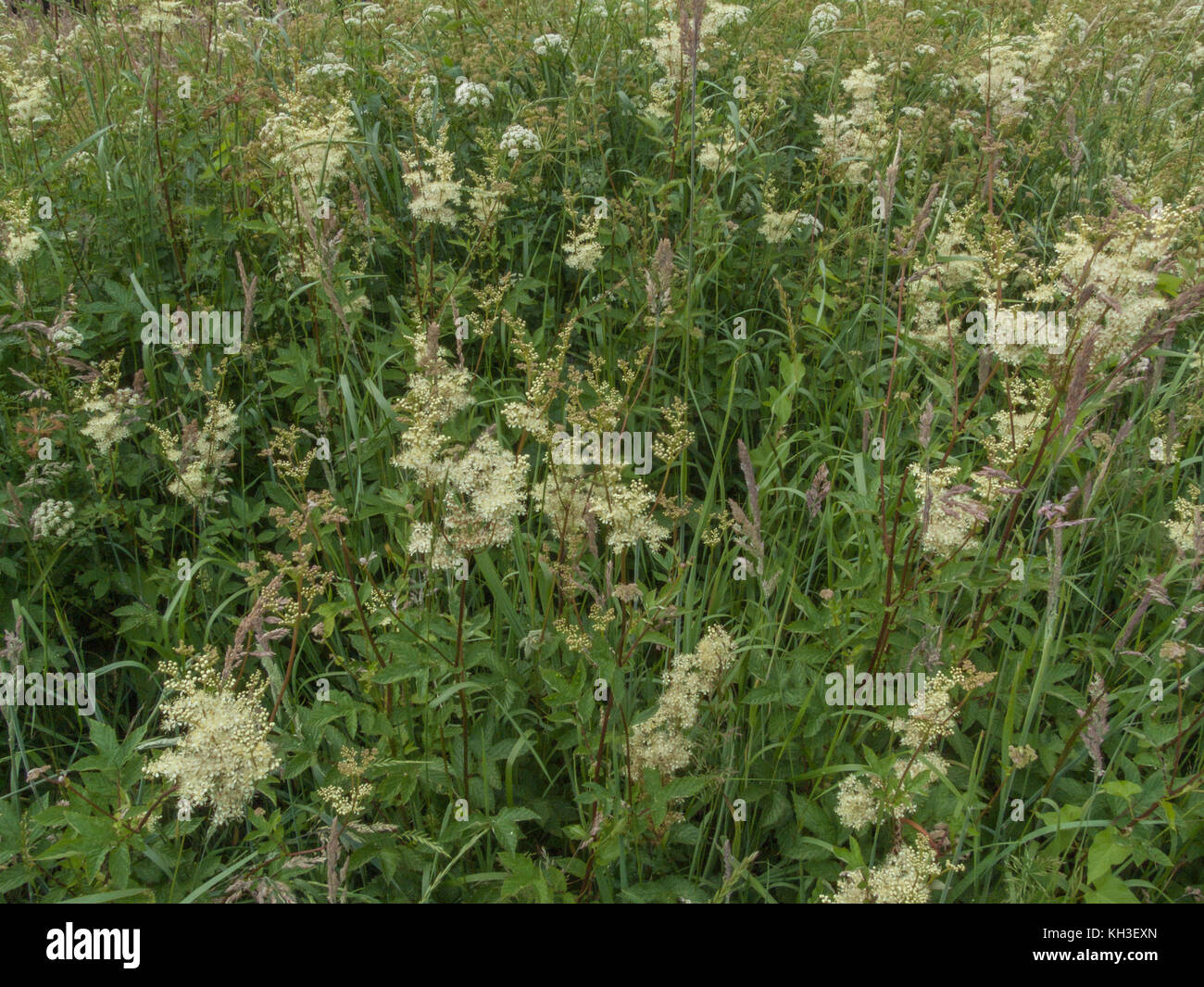 Flower masses of Meadowsweet / Filipendula ulmaria. A medicinal plant once used in herbal medicine and herbal remedies for its analgesic properties. Stock Photo