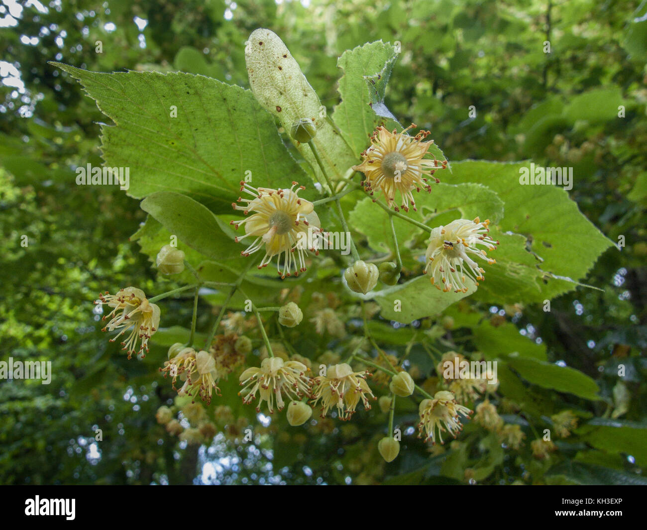 Flowers of a Common Lime / Tilia tree - Tilia europaea species. The sweet smelling flowers were / are used to make Linden tea (a herbal tea). Stock Photo