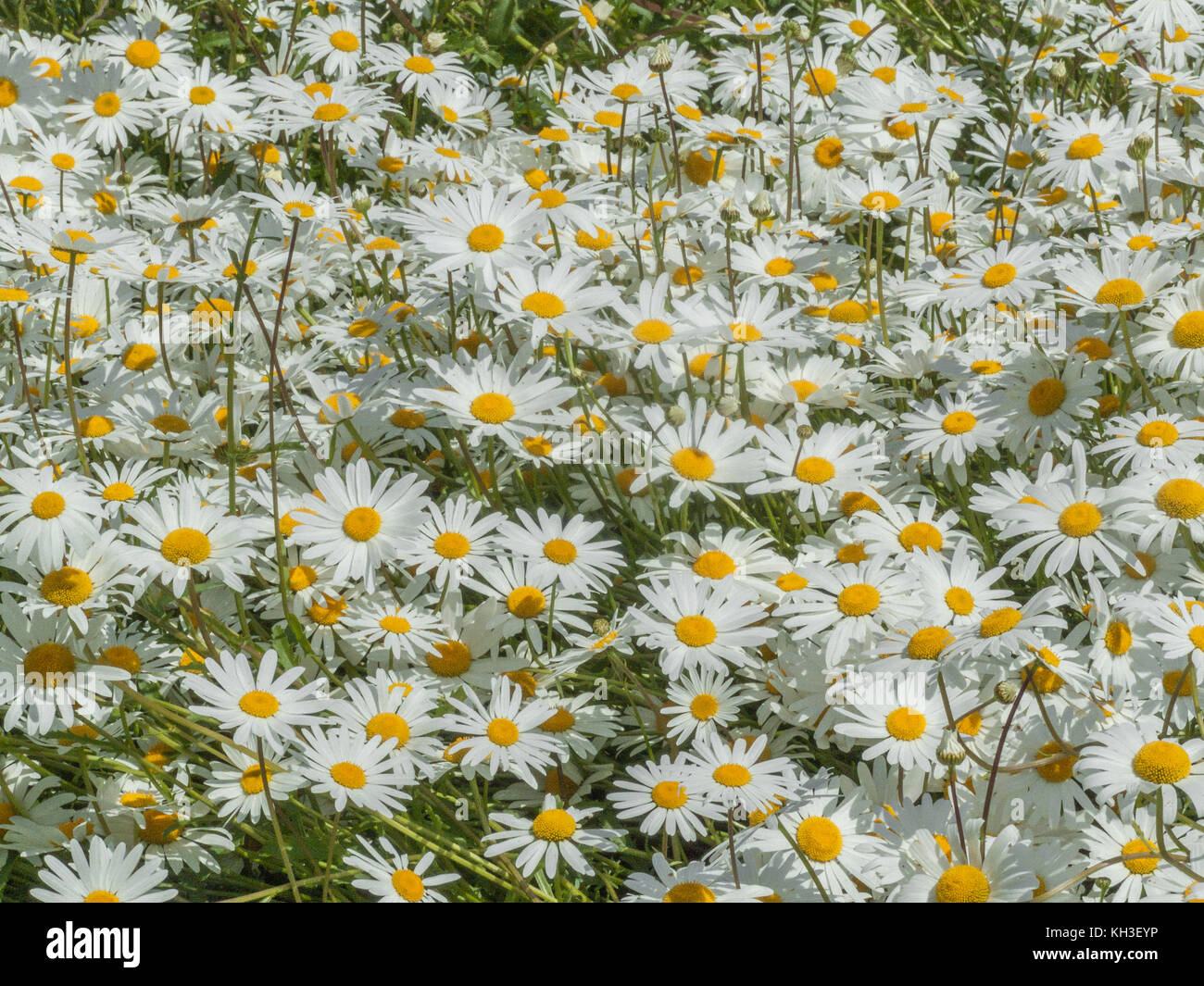 Mass of the flowers of OxeEye Daisy / Leucanthemum vulgare. Synonymous
