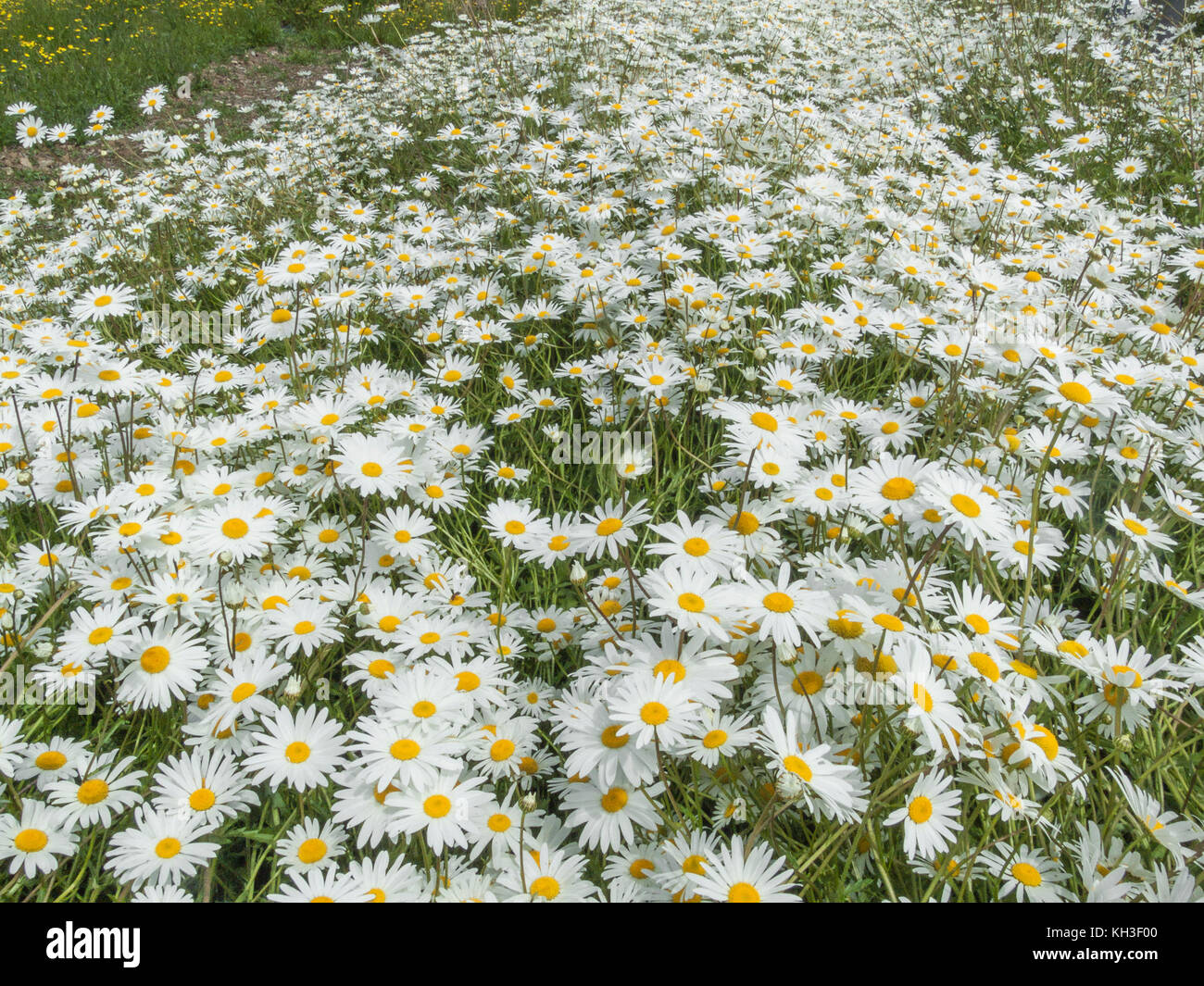 Mass of the flowers of Oxe-Eye Daisy / Leucanthemum vulgare. Synonymous with Chrysanthemum leucanthemum. Stock Photo